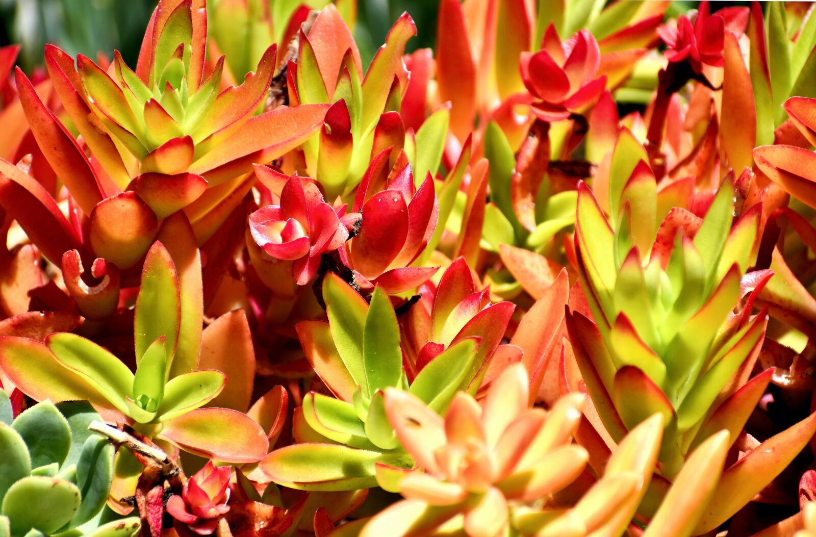 Nikon D5500 sample photo. Succulent, plant, botanical photography