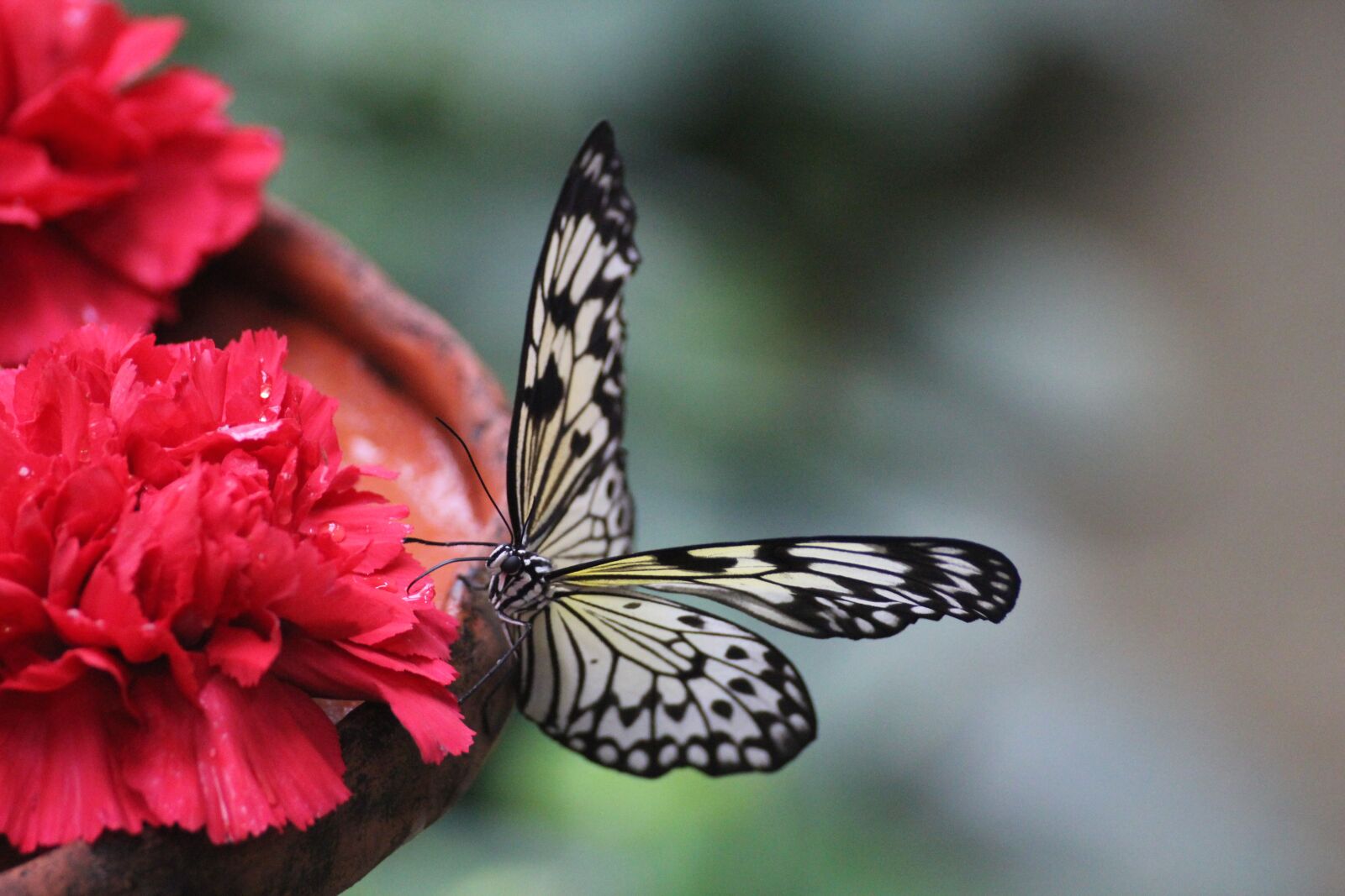 Canon EOS 550D (EOS Rebel T2i / EOS Kiss X4) sample photo. Butterfly, the butterfly house photography