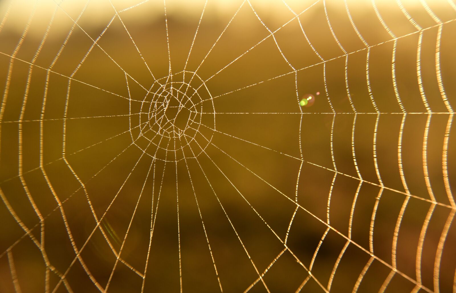 Nikon D750 sample photo. Cobweb, close up, sunrise photography