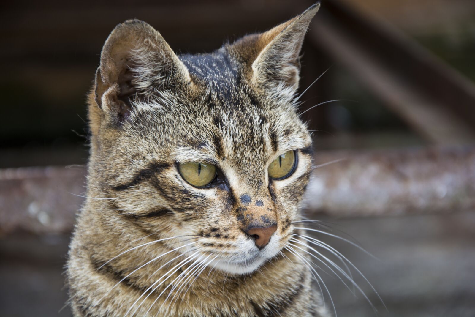 Nikon D5200 sample photo. Animals, nature, cat photography
