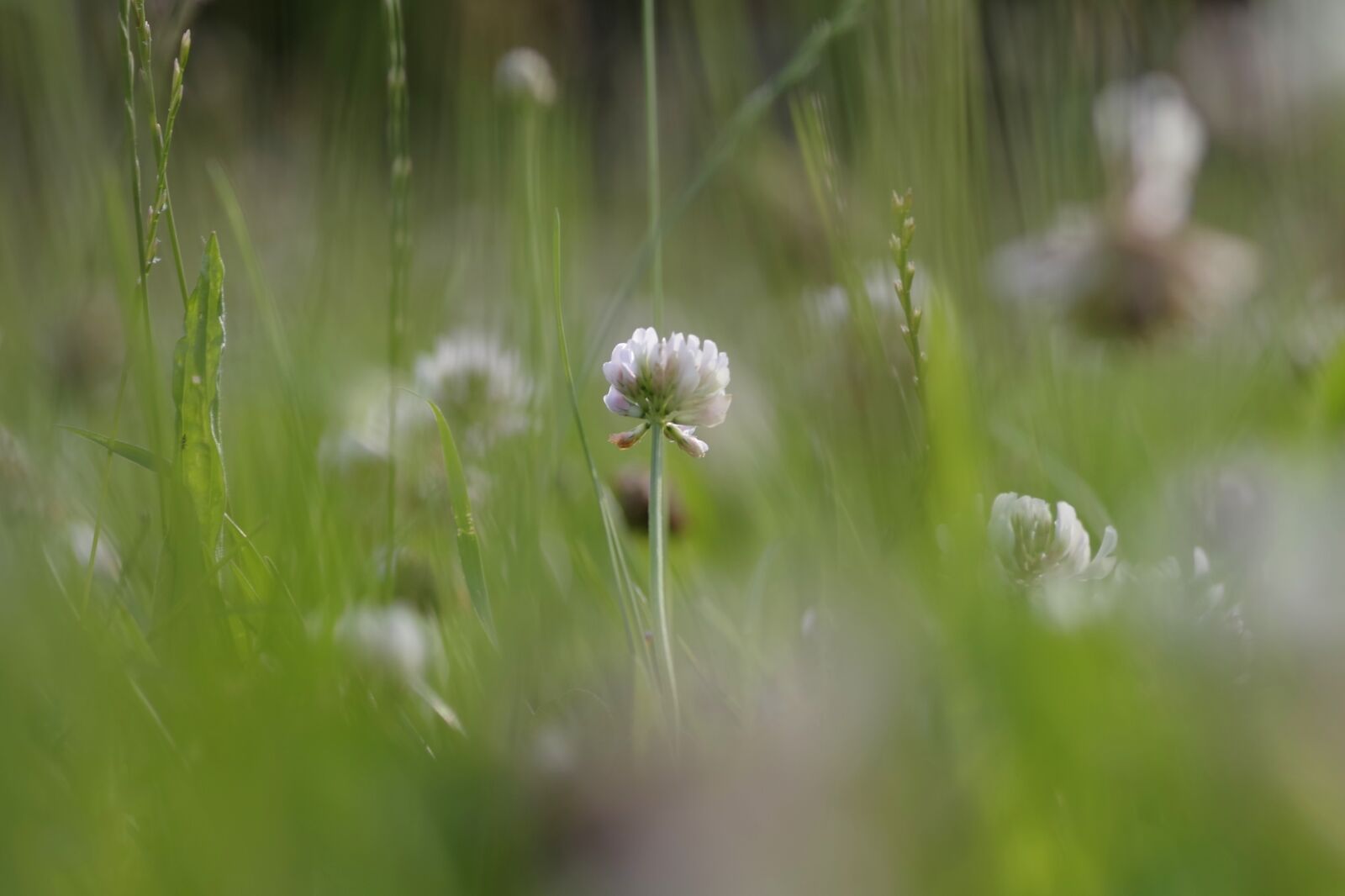 Pentax K-S2 sample photo. Meadow, nature, green photography