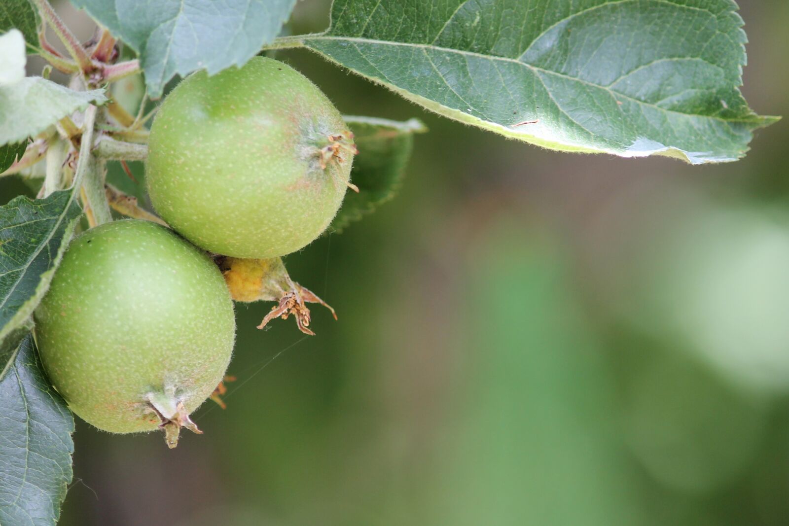 Canon EF-S 55-250mm F4-5.6 IS II sample photo. Apple, apple gear, immature photography