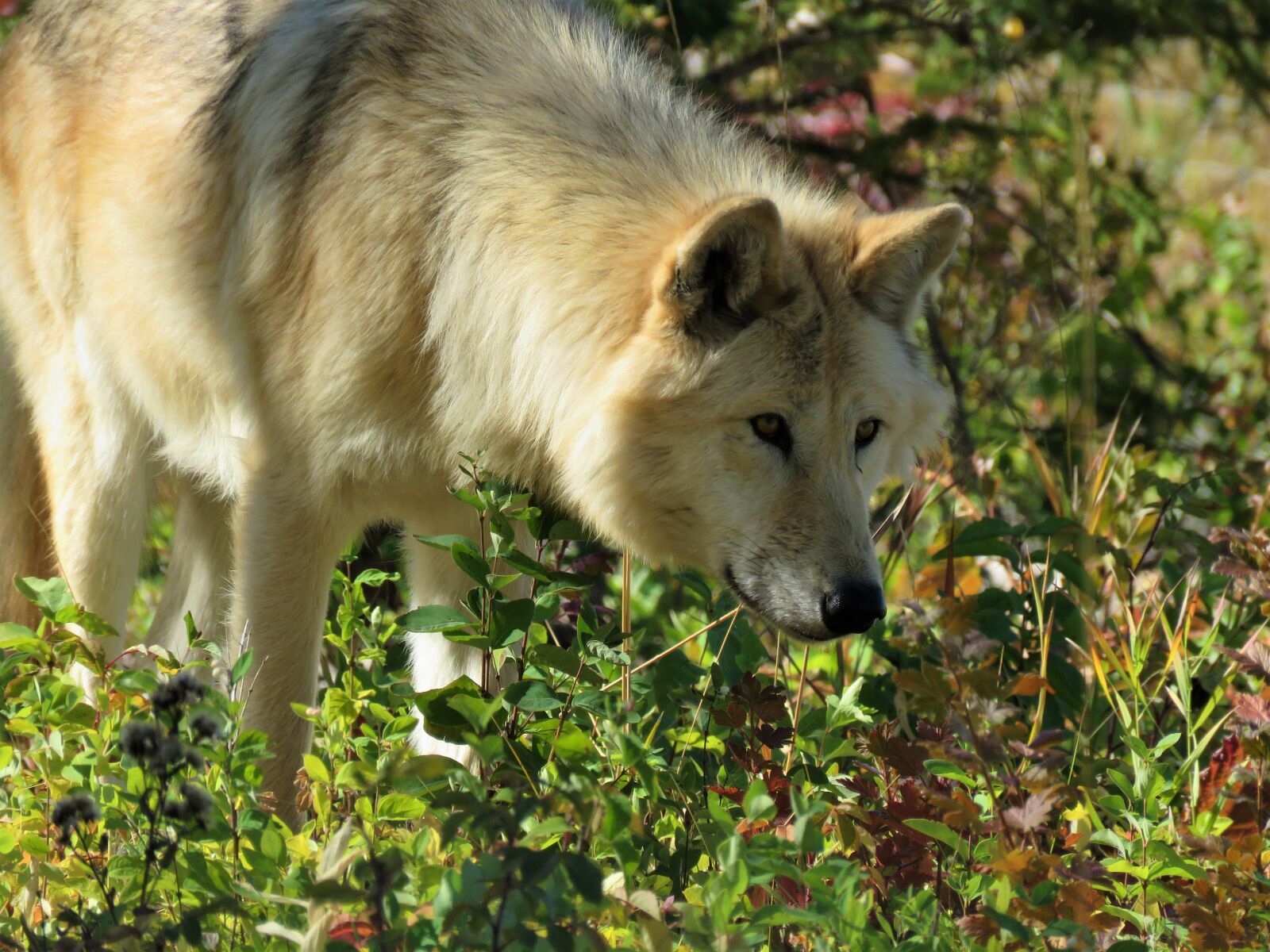 Canon PowerShot SX60 HS sample photo. Wolfdog, wolf, dog photography