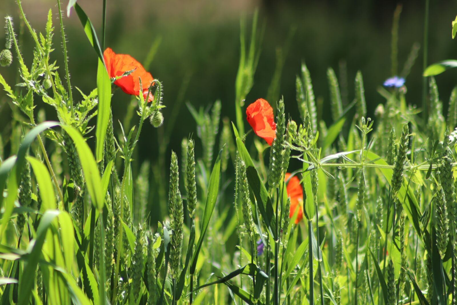 Canon EOS 800D (EOS Rebel T7i / EOS Kiss X9i) sample photo. Poppies, wheat field, wheat photography