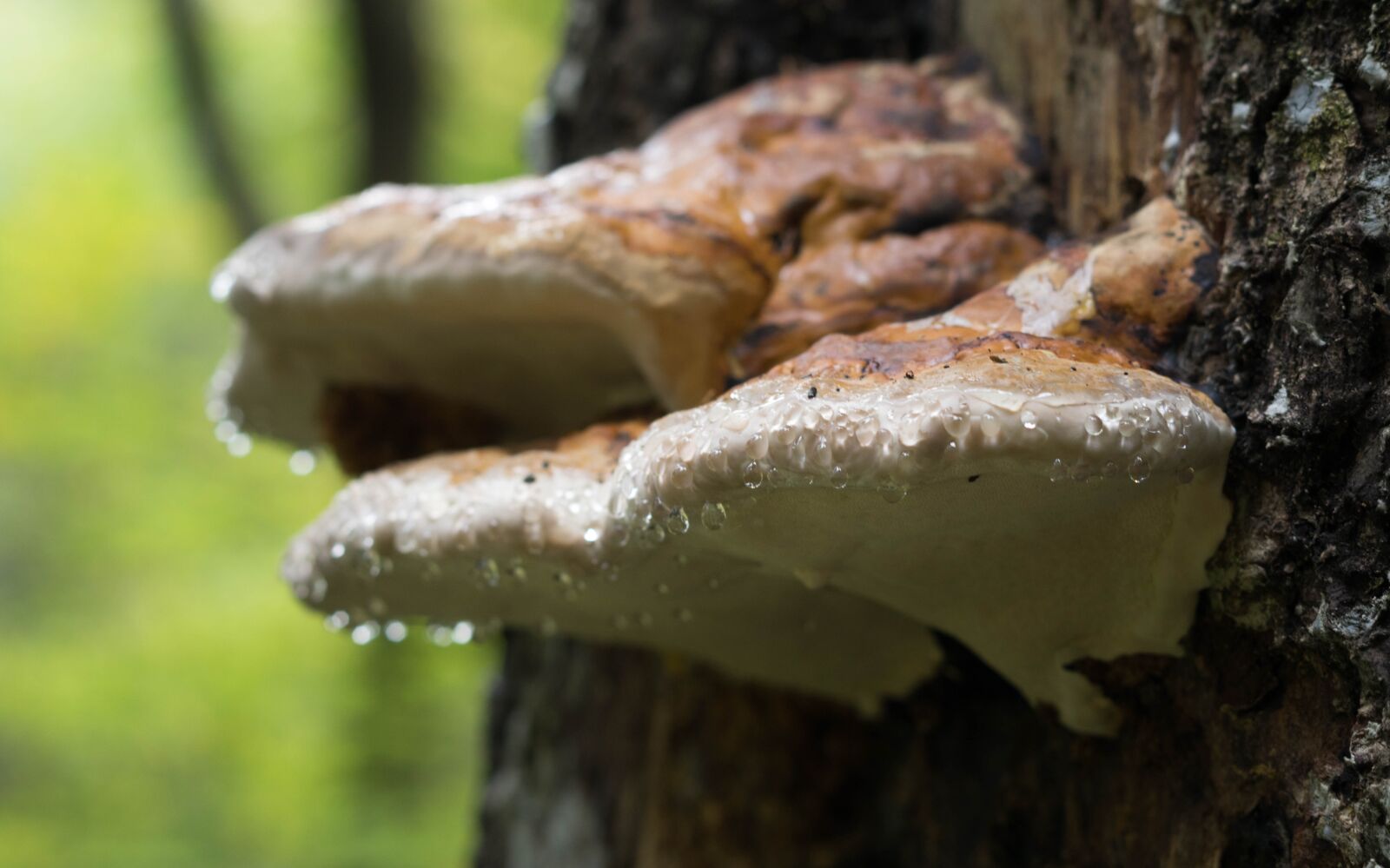 Pentax K-3 II sample photo. Fungus, mushroom, nature photography