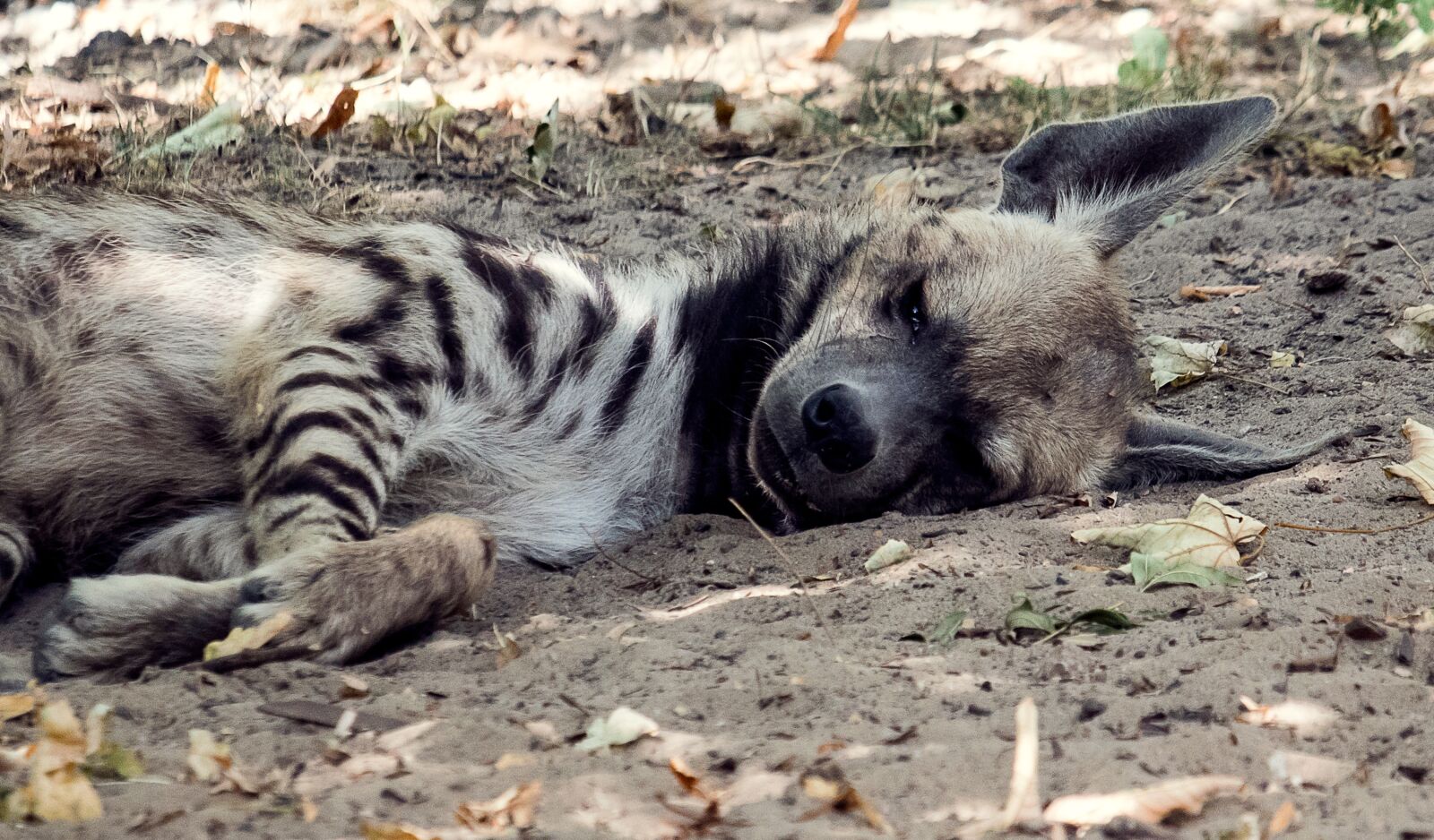 Canon EF-S 55-250mm F4-5.6 IS STM sample photo. Hyena, mammal, animal photography
