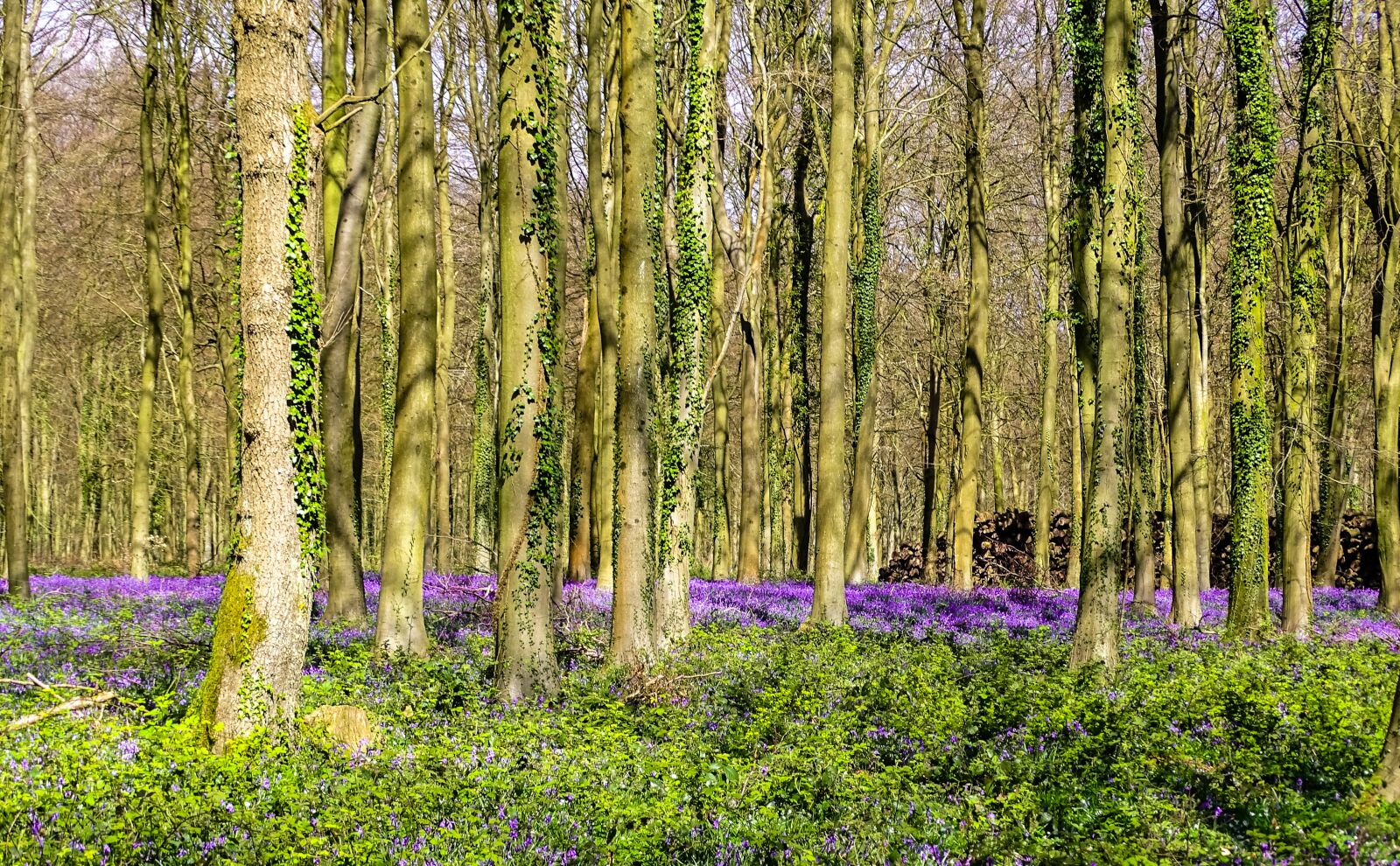 Sony Cyber-shot DSC-HX400V sample photo. Bluebells, woodland, woods photography