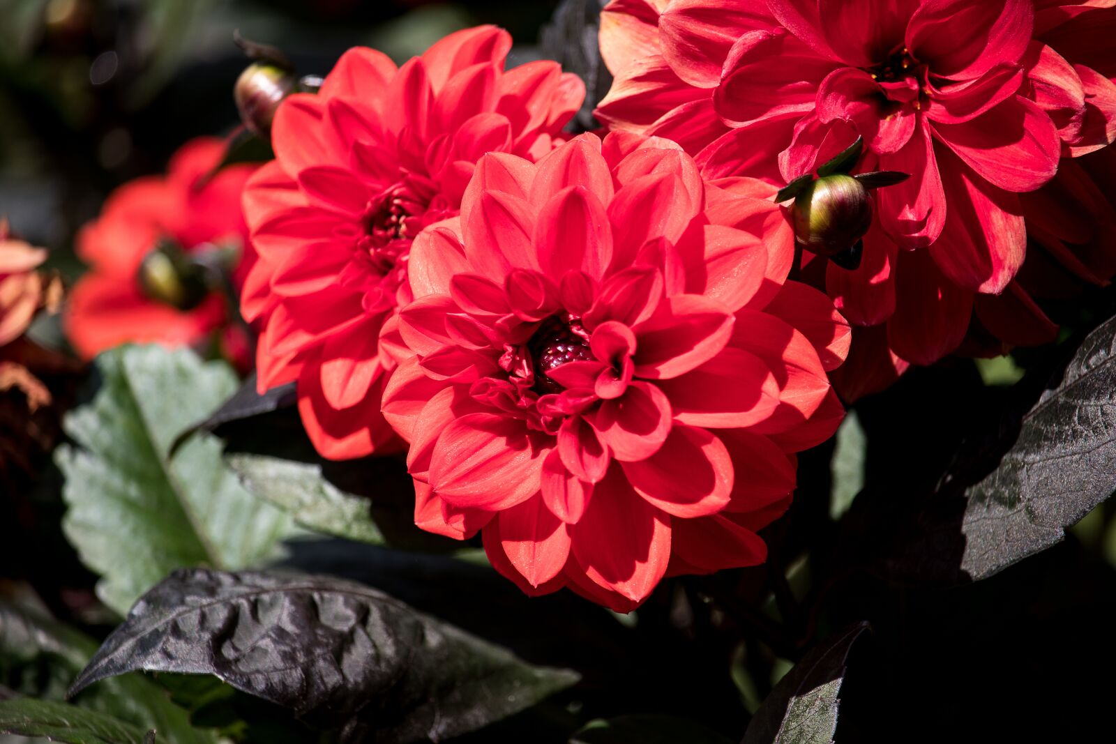 Canon EF-S 55-250mm F4-5.6 IS STM sample photo. Dahlia, blossom, bloom photography
