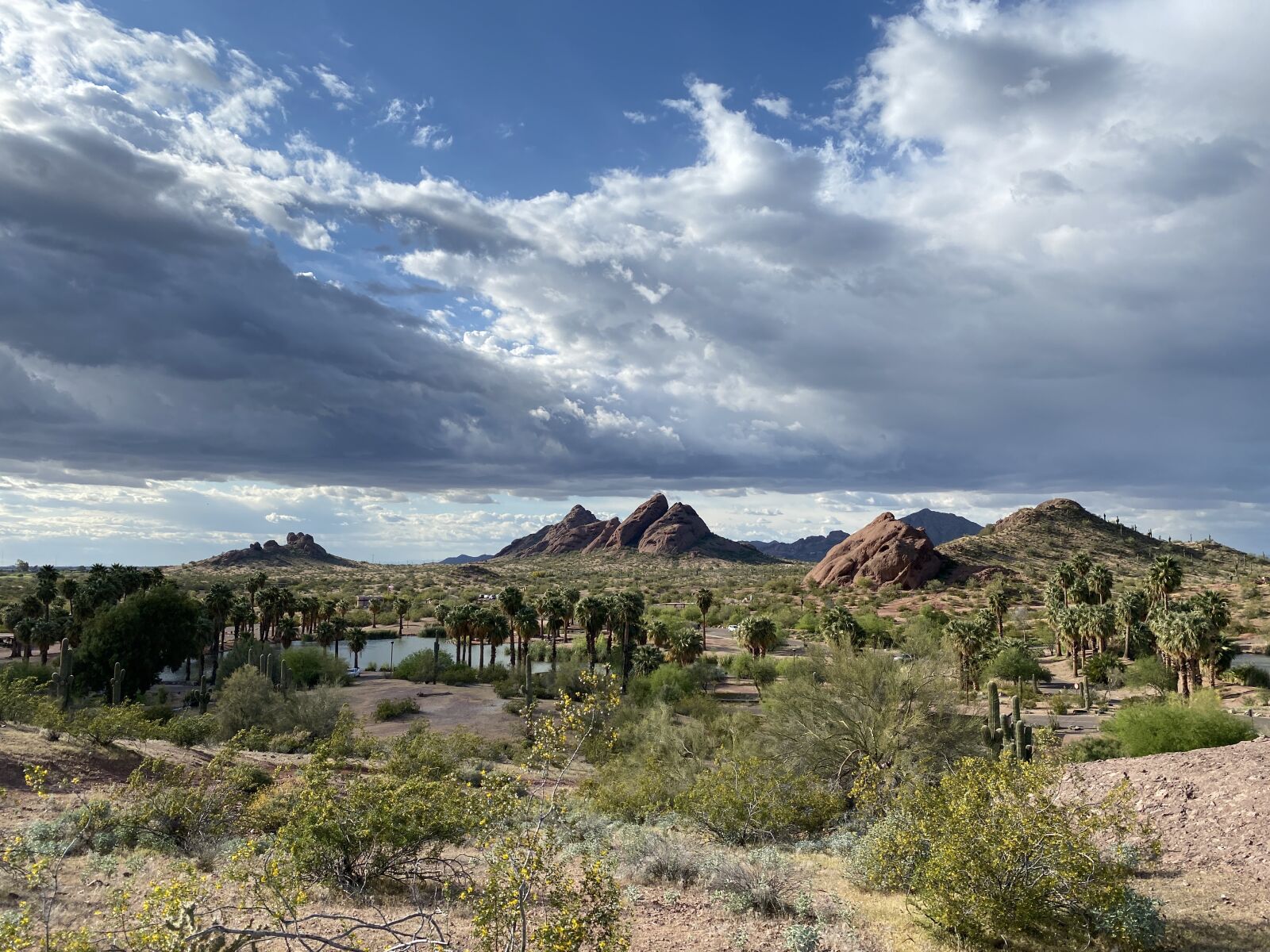 Apple iPhone 11 Pro Max sample photo. Arizona, desert, oasis photography