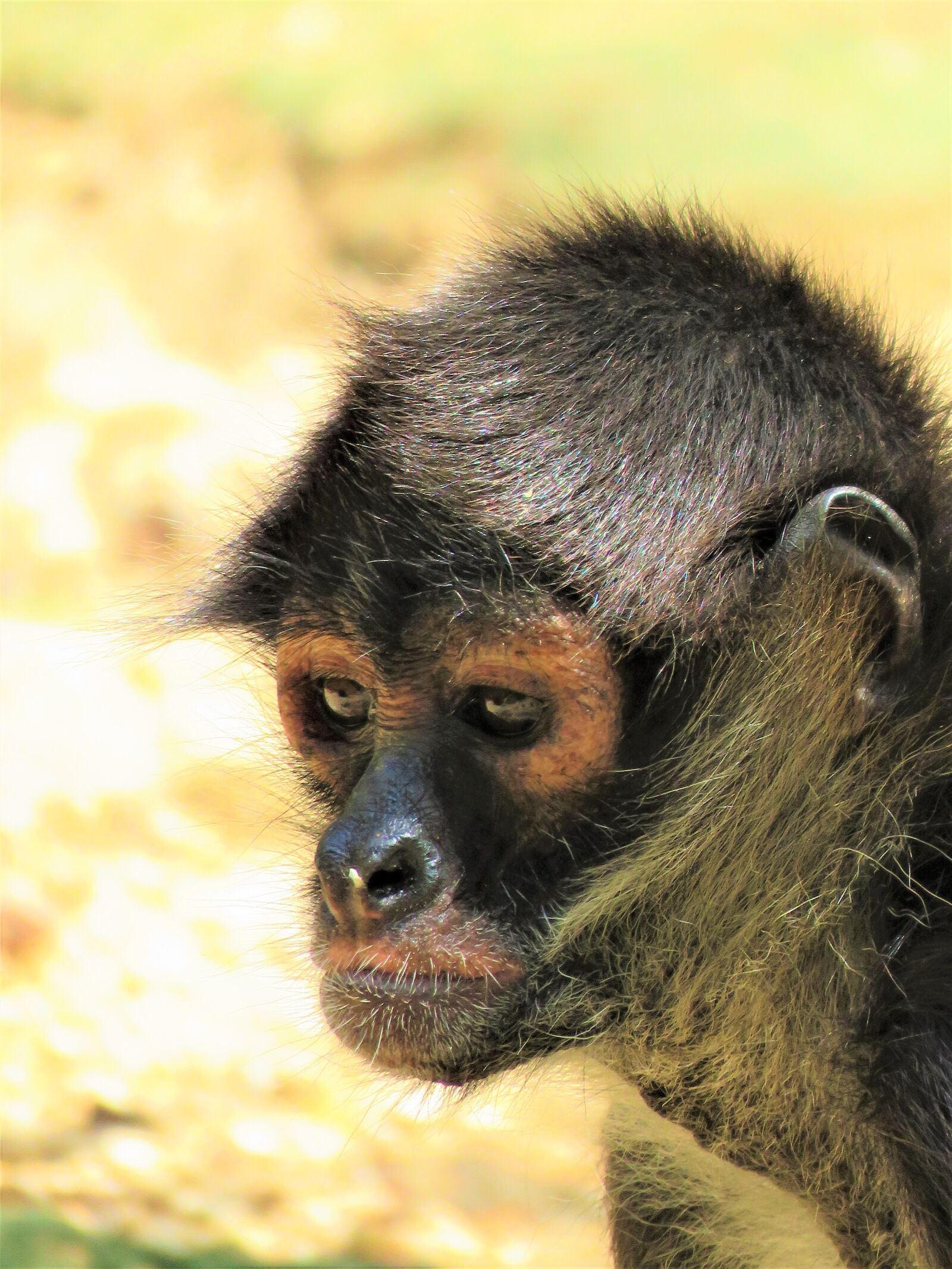 Canon PowerShot SX60 HS sample photo. Spider monkey, monkey, primate photography