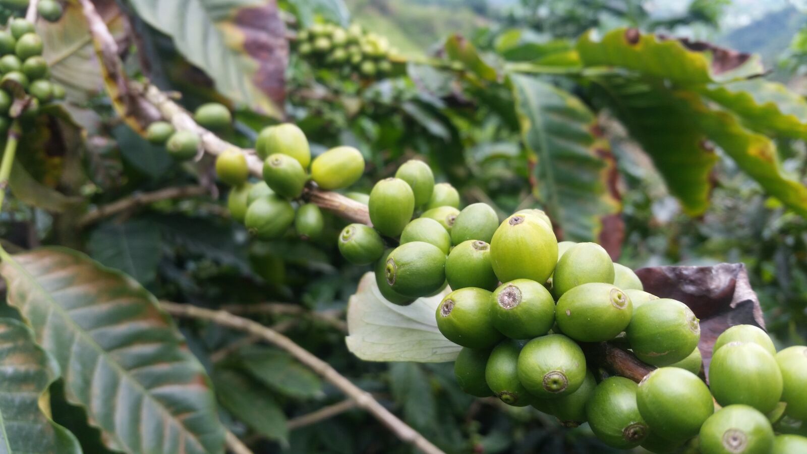 Samsung Galaxy S5 sample photo. Coffee, colombia, coffee bean photography