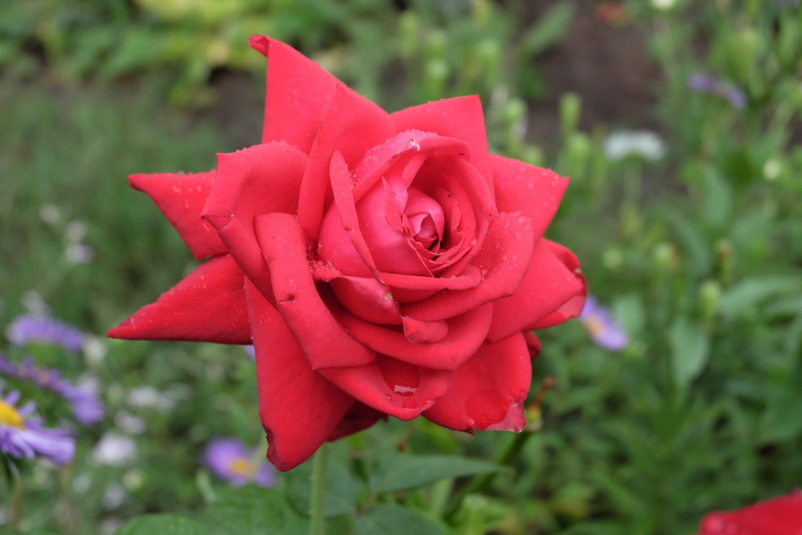 Fujifilm XC 16-50mm F3.5-5.6 OIS II sample photo. Flower, rose, kra photography
