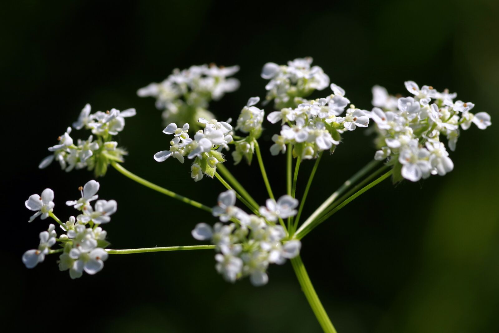 Pentax K-S2 sample photo. Koper, wild, flower photography