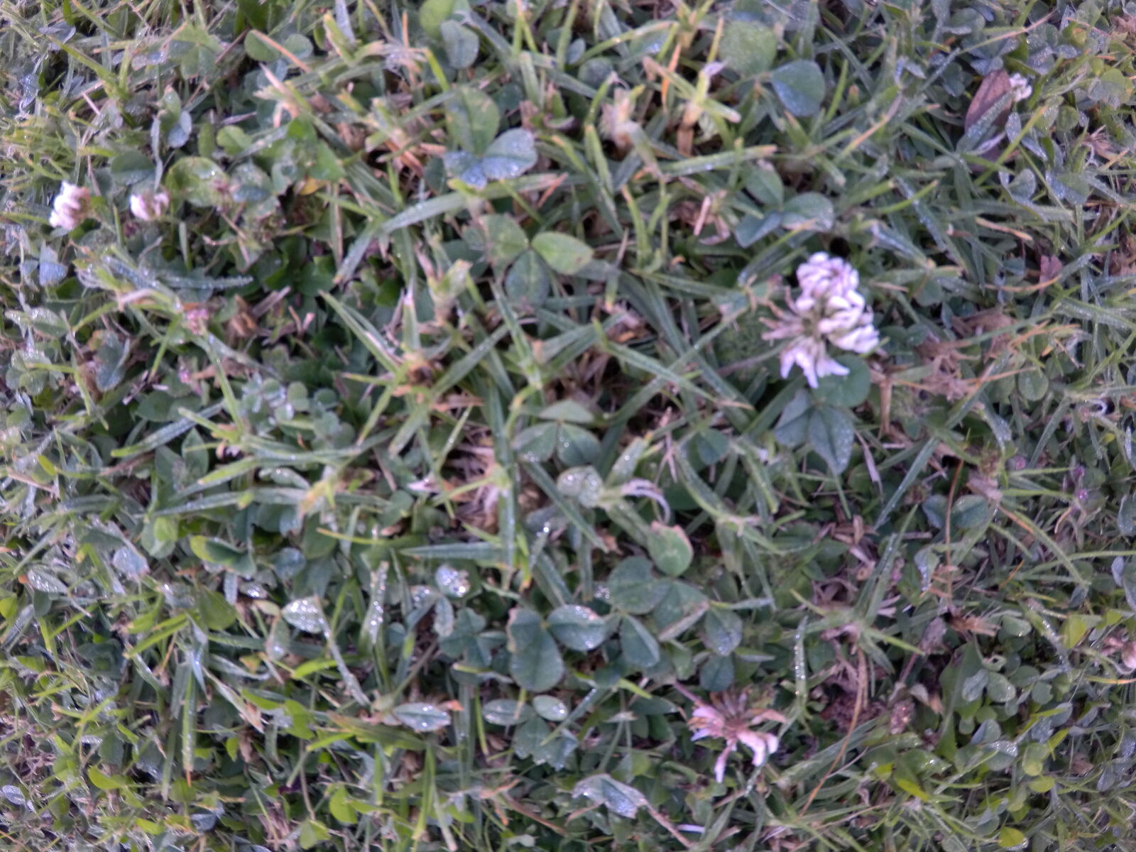 GoPro Hero5 Black sample photo. Background, flower, grass, green photography