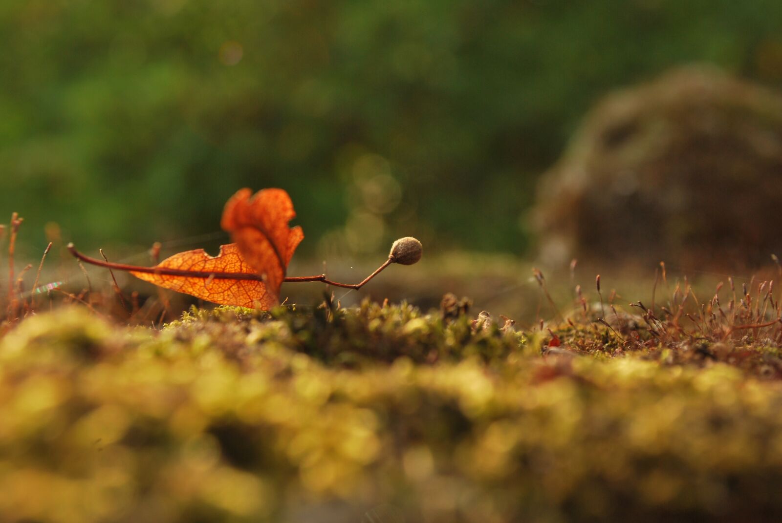 Nikon D60 sample photo. Illustration, moss, autumn photography
