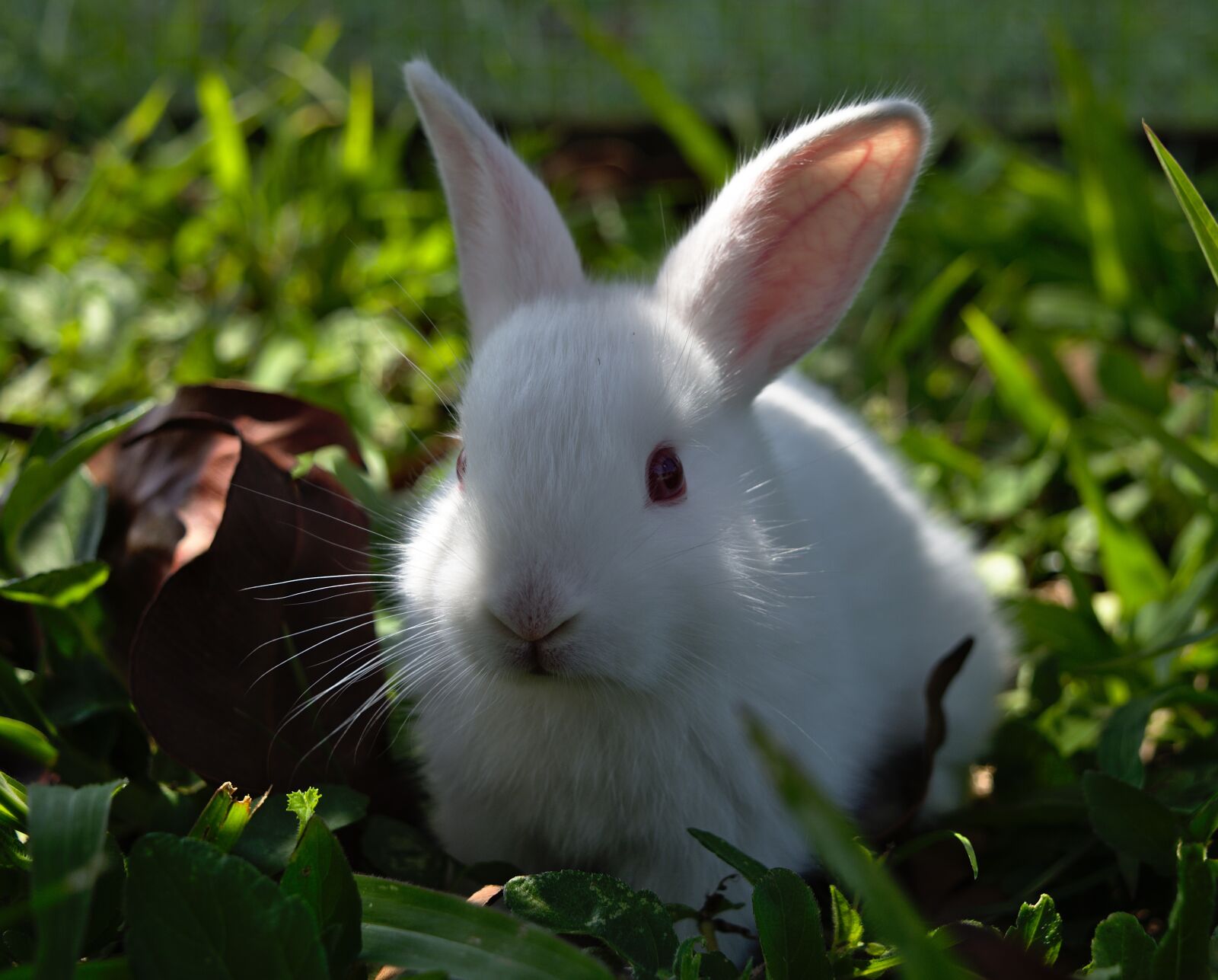 Nikon D7200 sample photo. Rabbit, bunny, hare photography