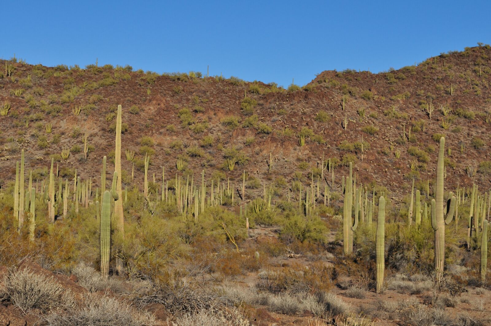Nikon D5000 sample photo. Desert, cactus, landscape photography