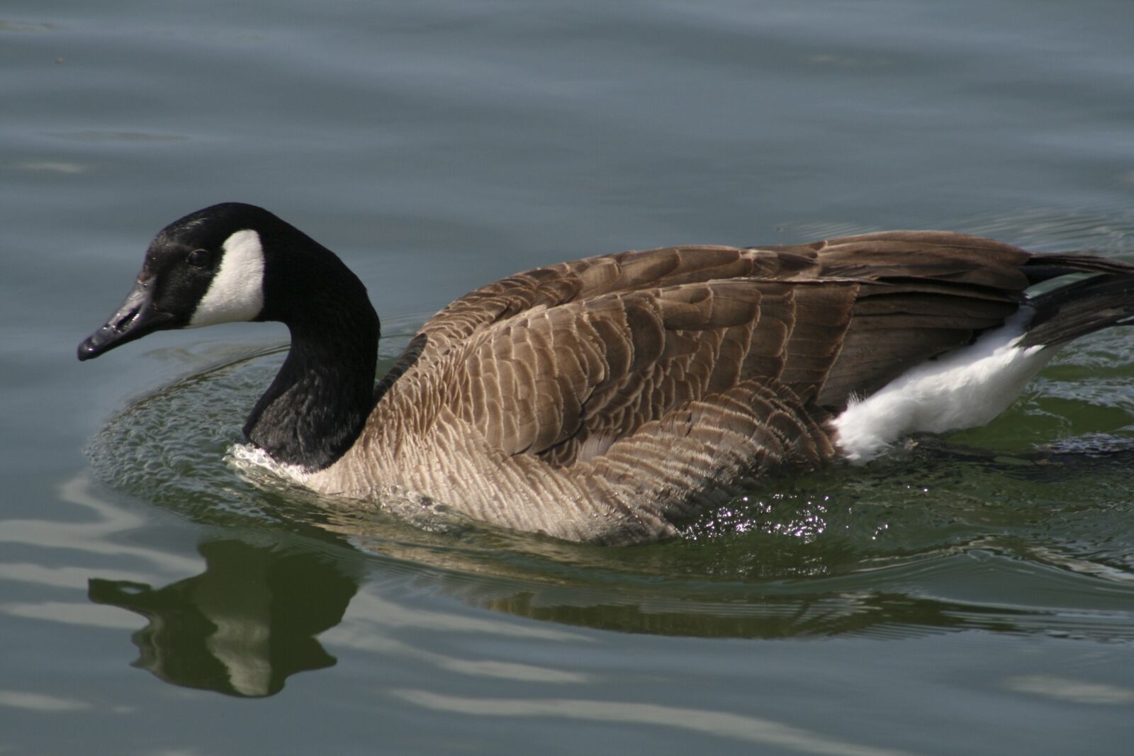 Canon EOS 400D (EOS Digital Rebel XTi / EOS Kiss Digital X) sample photo. Bird, duck, goose photography