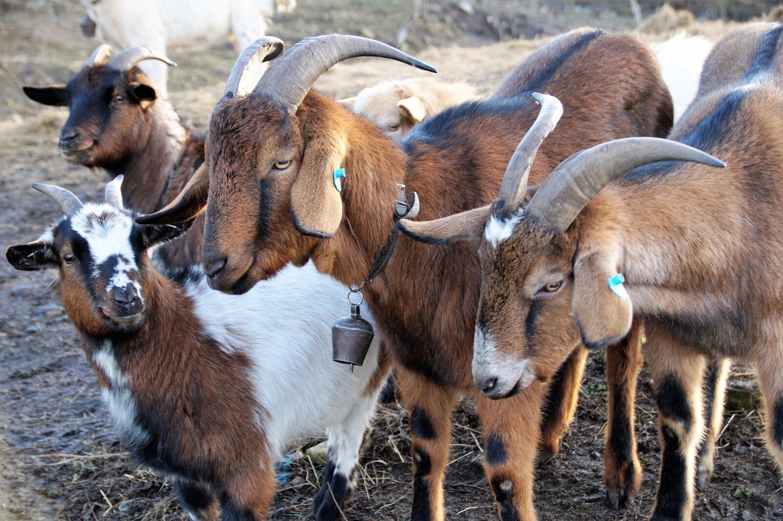 Sony SLT-A58 sample photo. Goats, brown, breeding photography