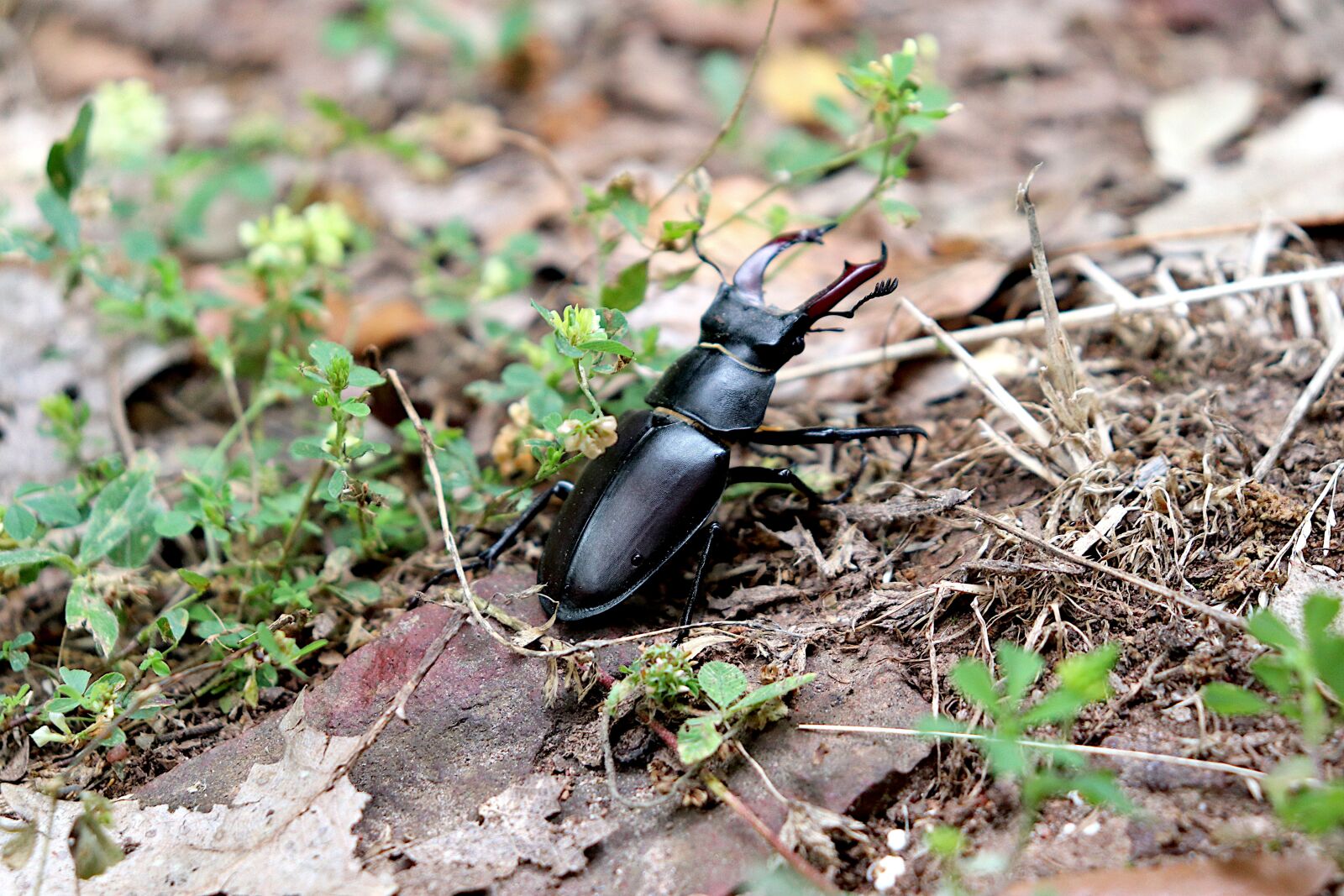 Canon EOS 800D (EOS Rebel T7i / EOS Kiss X9i) sample photo. Insects, animals, creepy photography