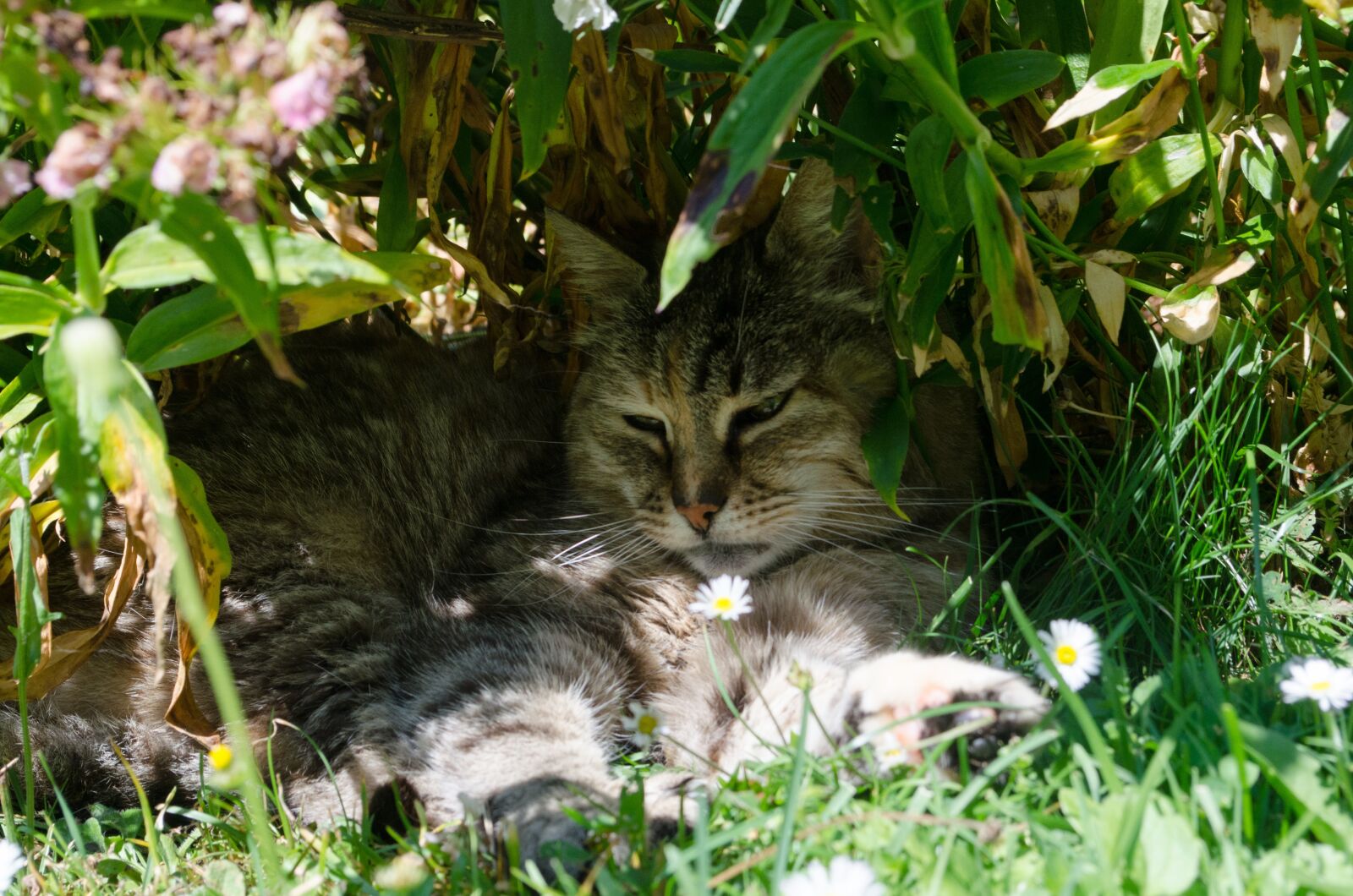 Nikon D5100 sample photo. Cat, bush, mieze photography