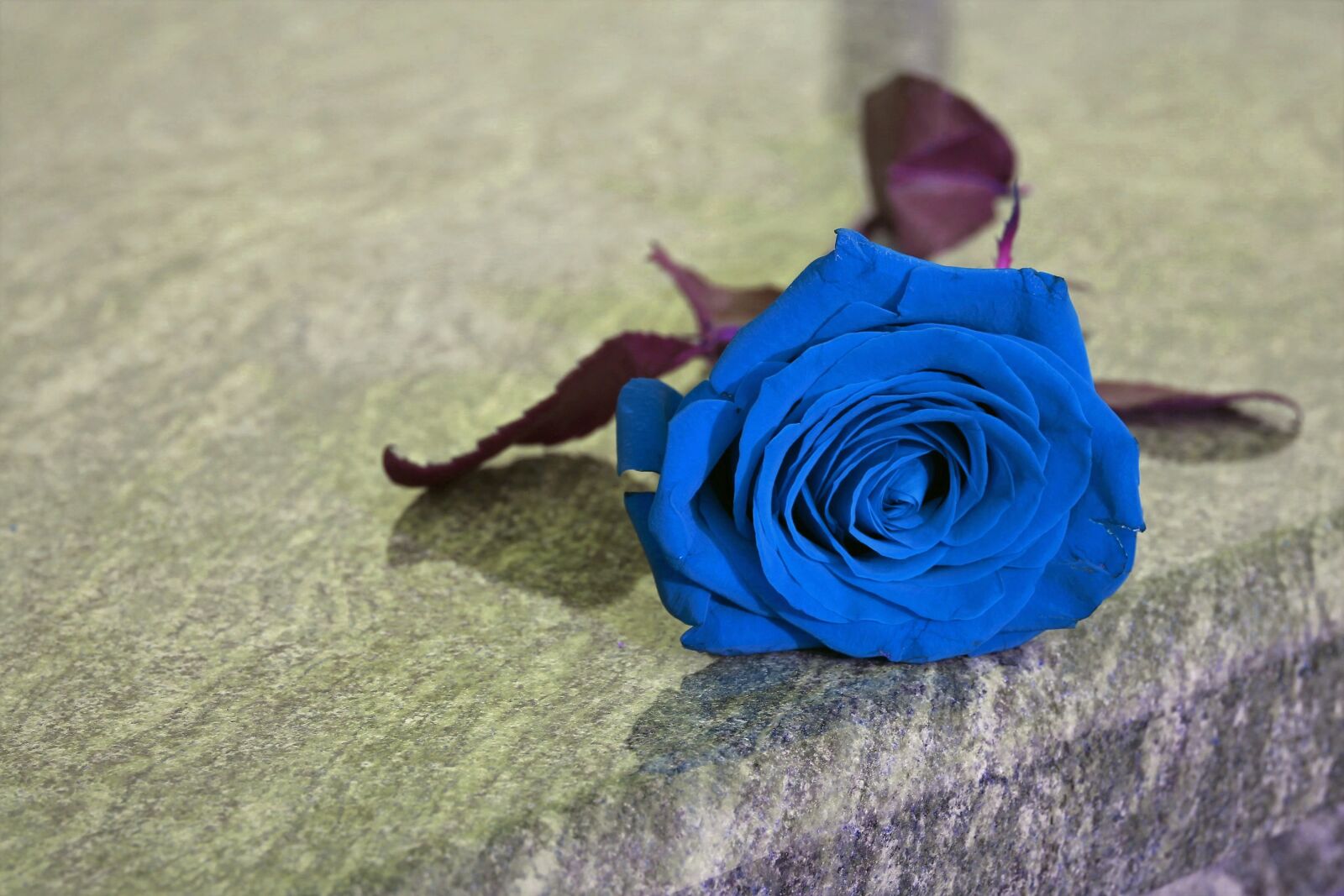 Canon EOS 550D (EOS Rebel T2i / EOS Kiss X4) sample photo. Blue rose on grave photography