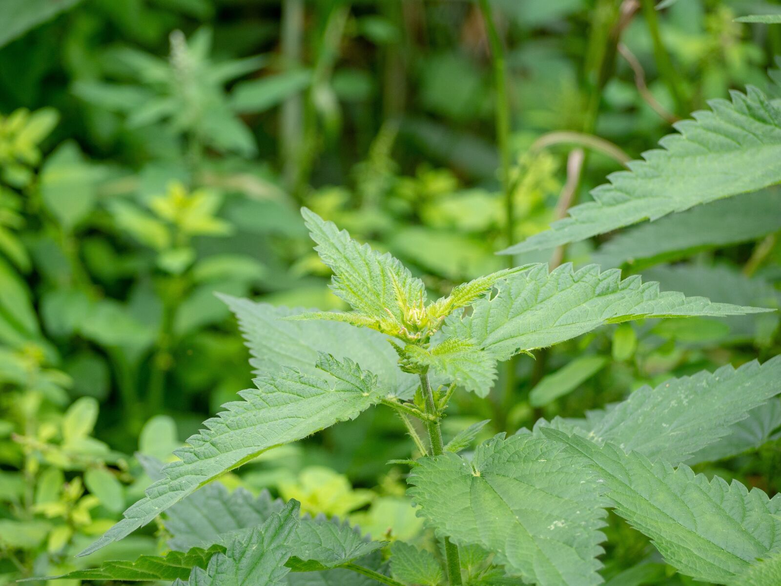 Olympus OM-D E-M10 II sample photo. Groen, buiten, veel photography