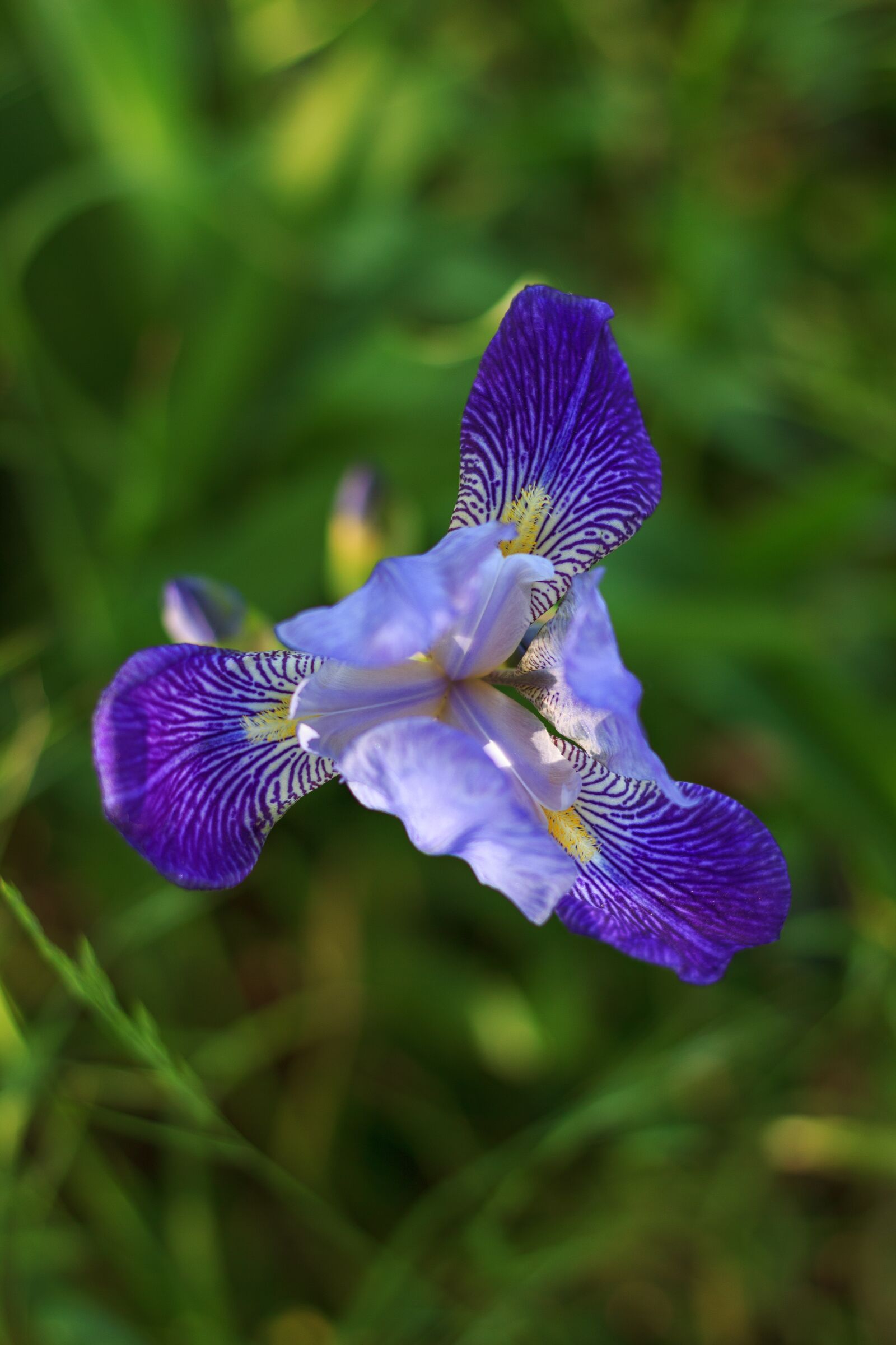 Canon EOS 600D (Rebel EOS T3i / EOS Kiss X5) + Canon EF 50mm F1.8 STM sample photo. Flower, spring, plant photography