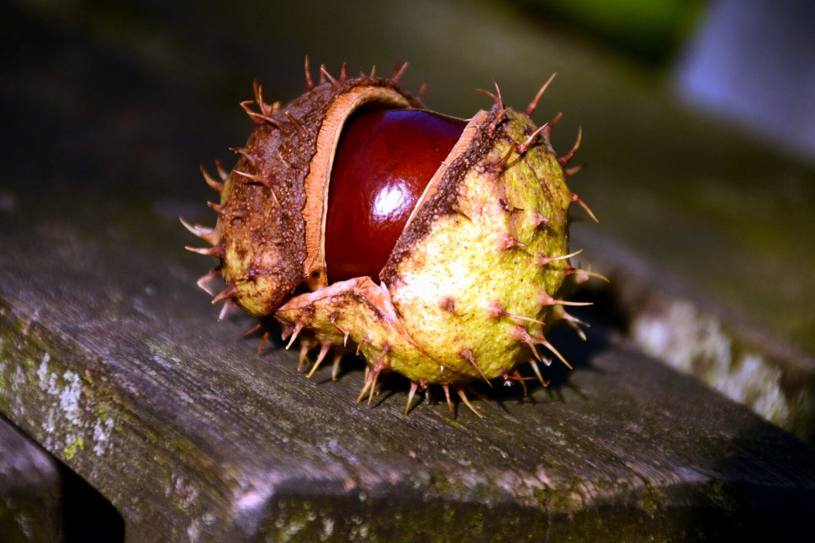 Nikon D3300 sample photo. Wood, nature, chestnut, shell photography