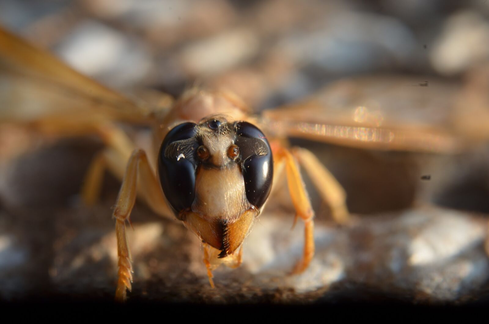 Nikon D5100 sample photo. Bee, fishing, dangerous photography