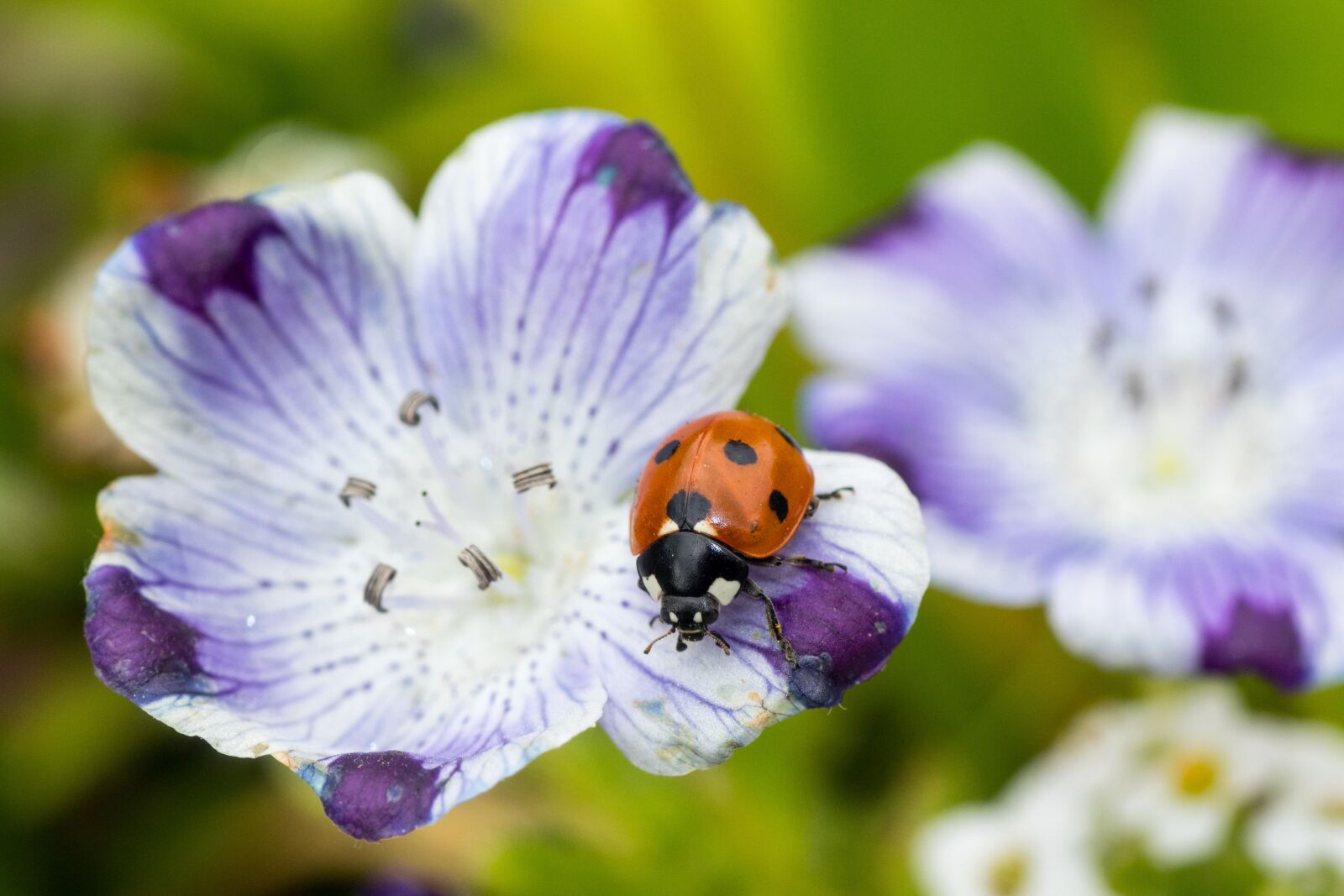 Canon EOS 7D Mark II sample photo. Ladybug, siebenpunkt, red photography