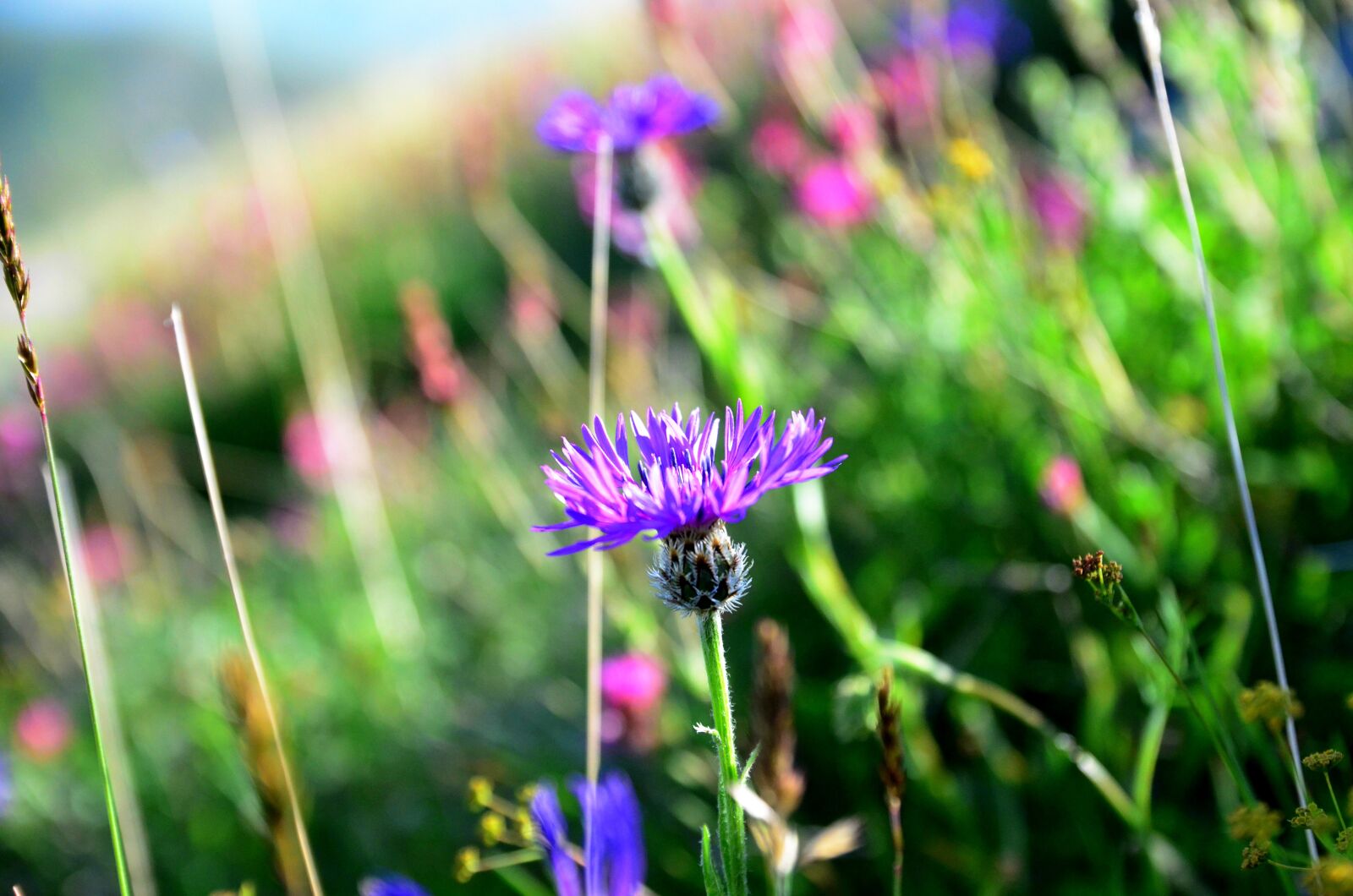 Nikon D5100 sample photo. Nature, flower, plant photography
