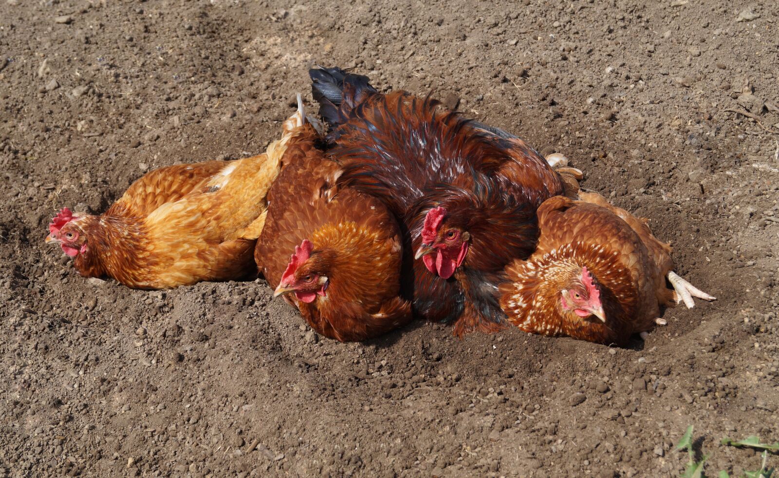 Sony DT 18-55mm F3.5-5.6 SAM II sample photo. Chickens, cock, chicken photography