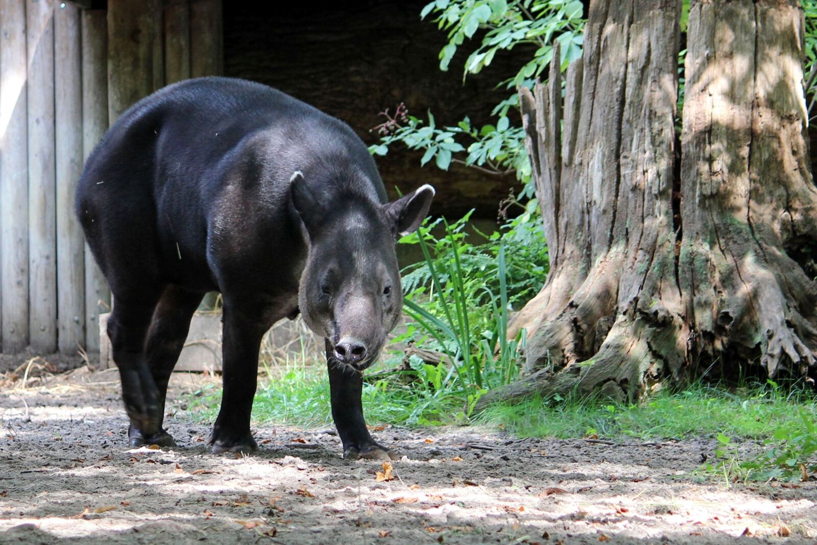 Canon EOS 600D (Rebel EOS T3i / EOS Kiss X5) sample photo. Animal, mammal, tapir photography