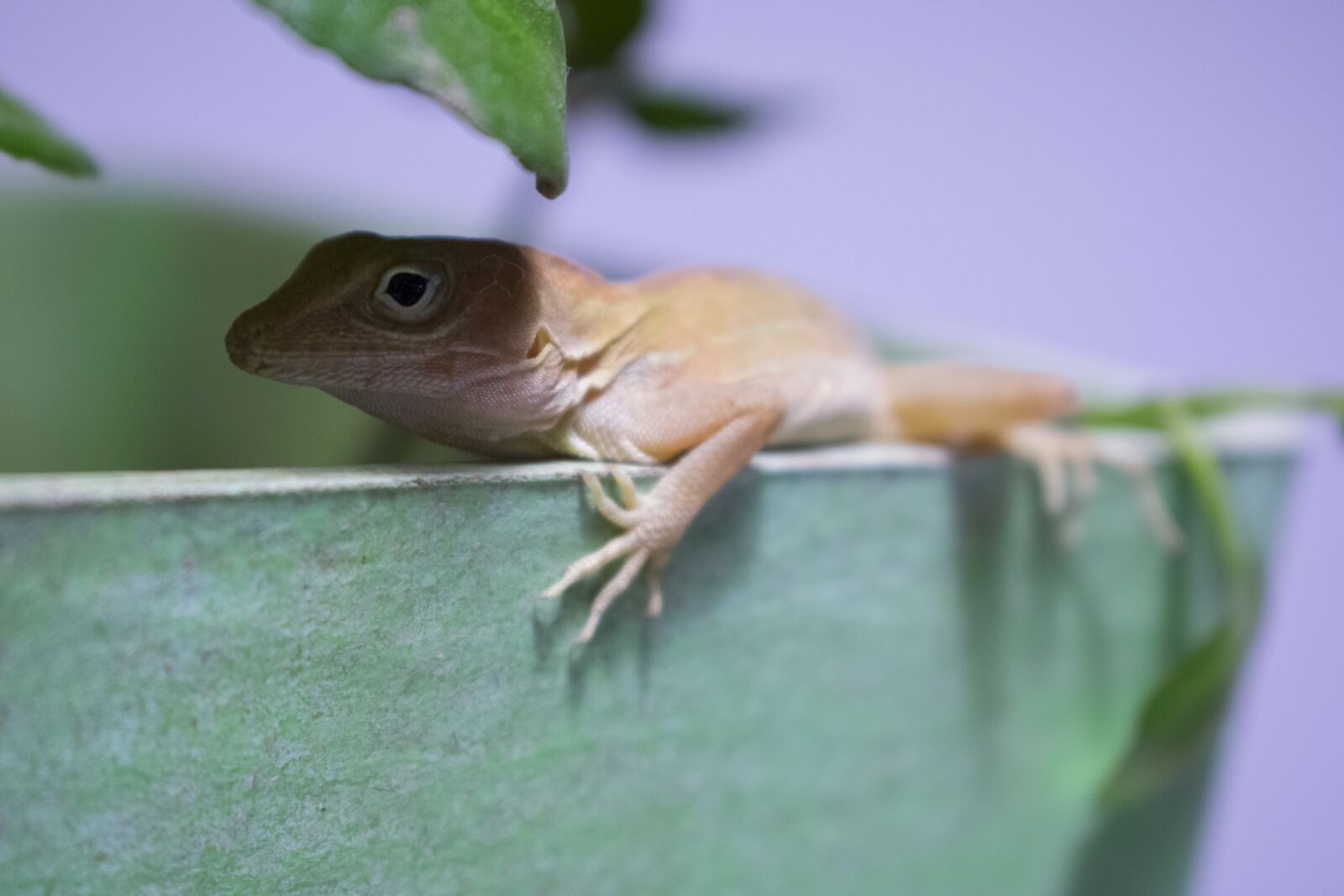 Nikon D3400 sample photo. Lizard, animal, portrait photography
