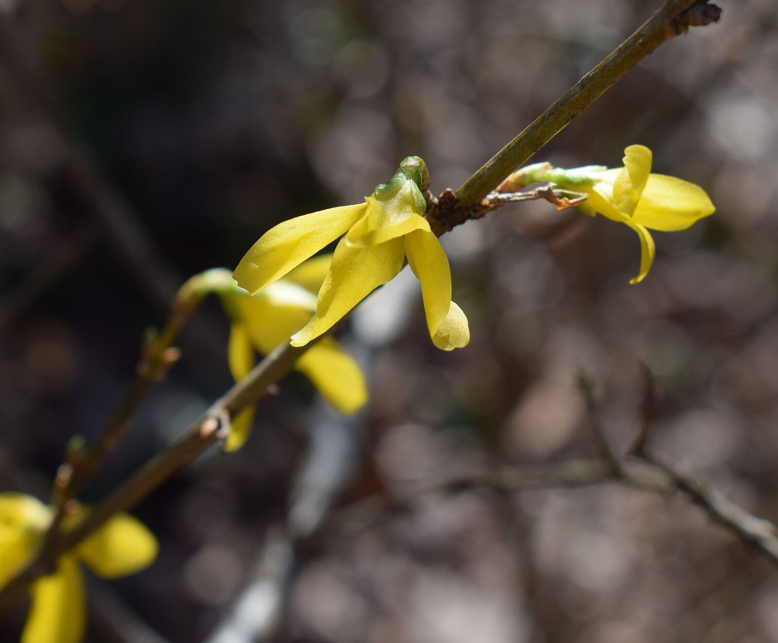 Nikon D3300 sample photo. Forsythia blossoms opening, forsythia photography