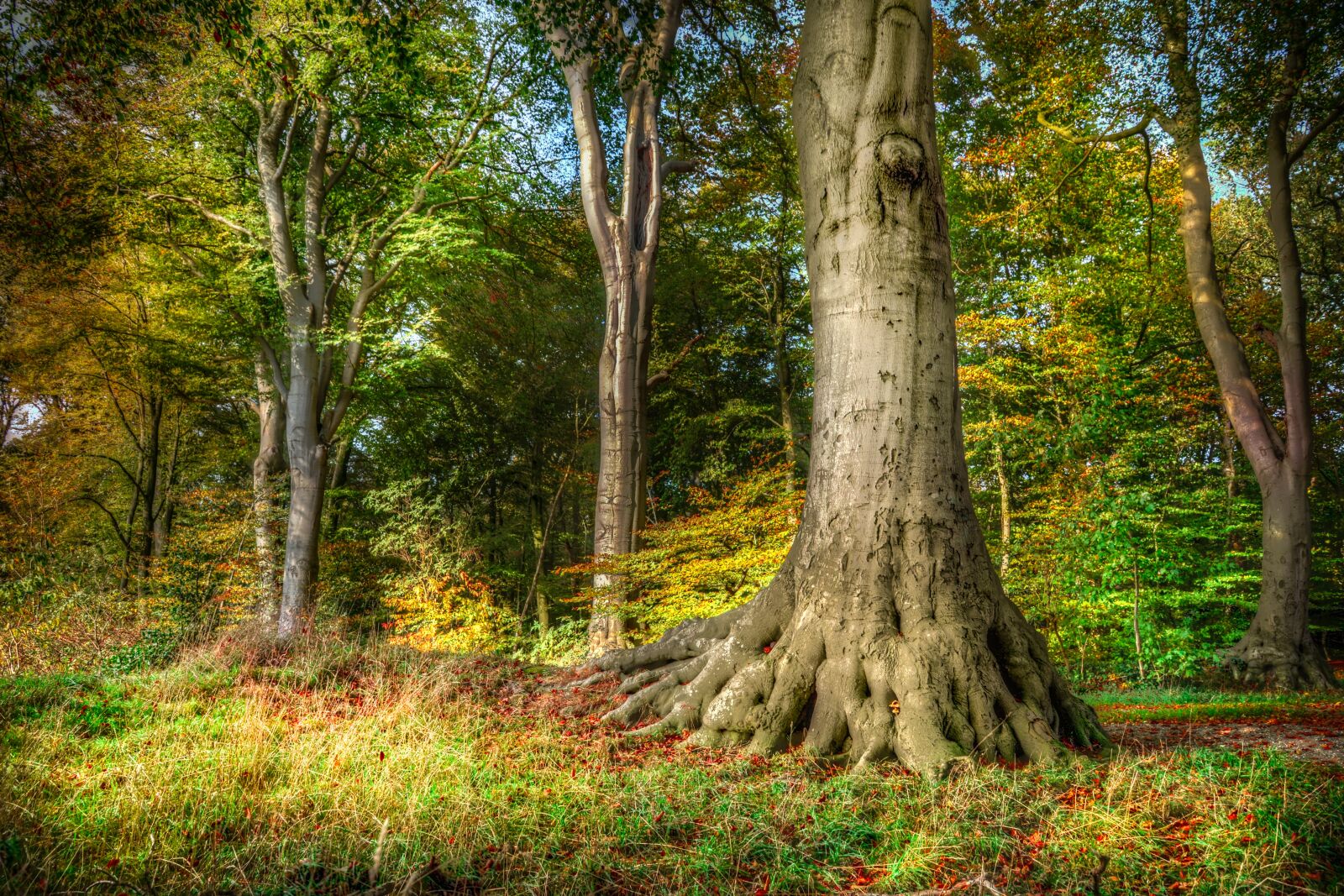 Nikon D610 sample photo. Tree, root, beech photography