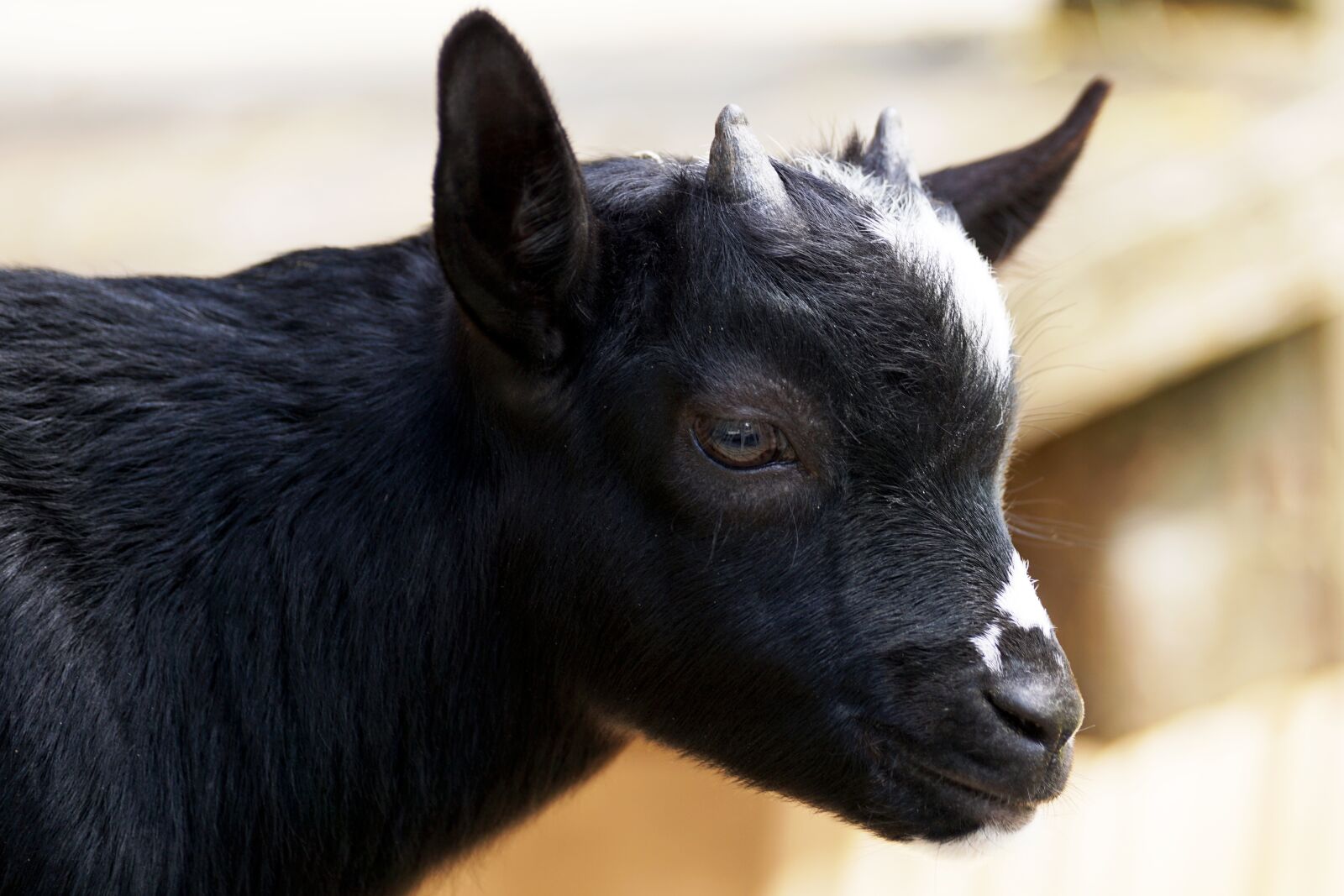 Sony DT 55-300mm F4.5-5.6 SAM sample photo. Kid, young goat, goat photography
