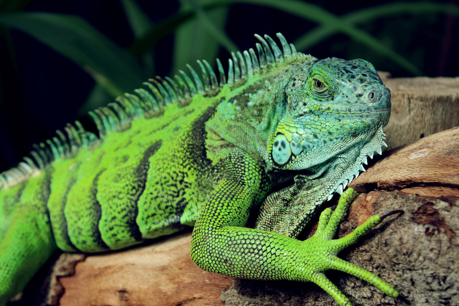 Canon EOS 600D (Rebel EOS T3i / EOS Kiss X5) sample photo. Animal, reptile, reptilian, green photography