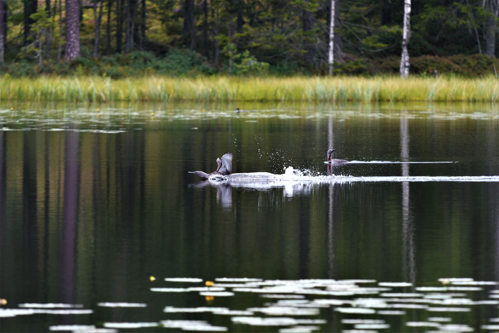 Nikon D7500 sample photo. Body of water, lake photography