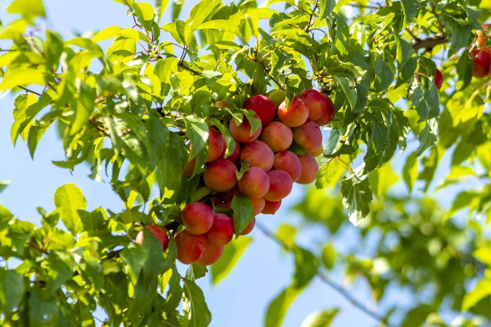 Canon EF75-300mm f/4-5.6 sample photo. Plum, fruit, plum tree photography