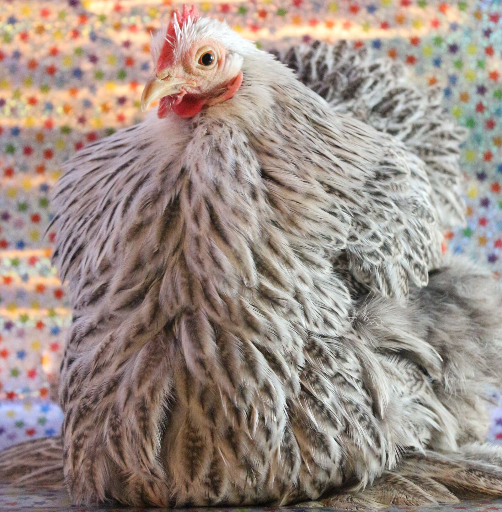Canon EF-S 18-55mm F3.5-5.6 IS sample photo. Chicken, hen, curly photography