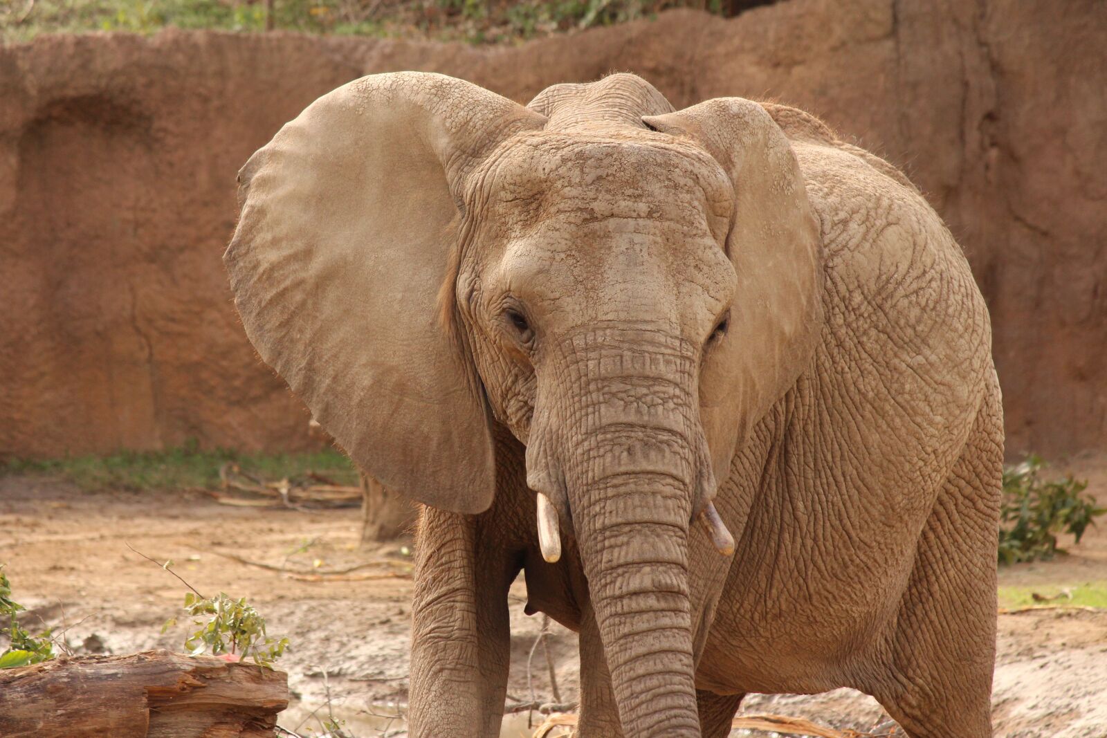 Canon EOS 650D (EOS Rebel T4i / EOS Kiss X6i) sample photo. Elephant, zoo, gray photography