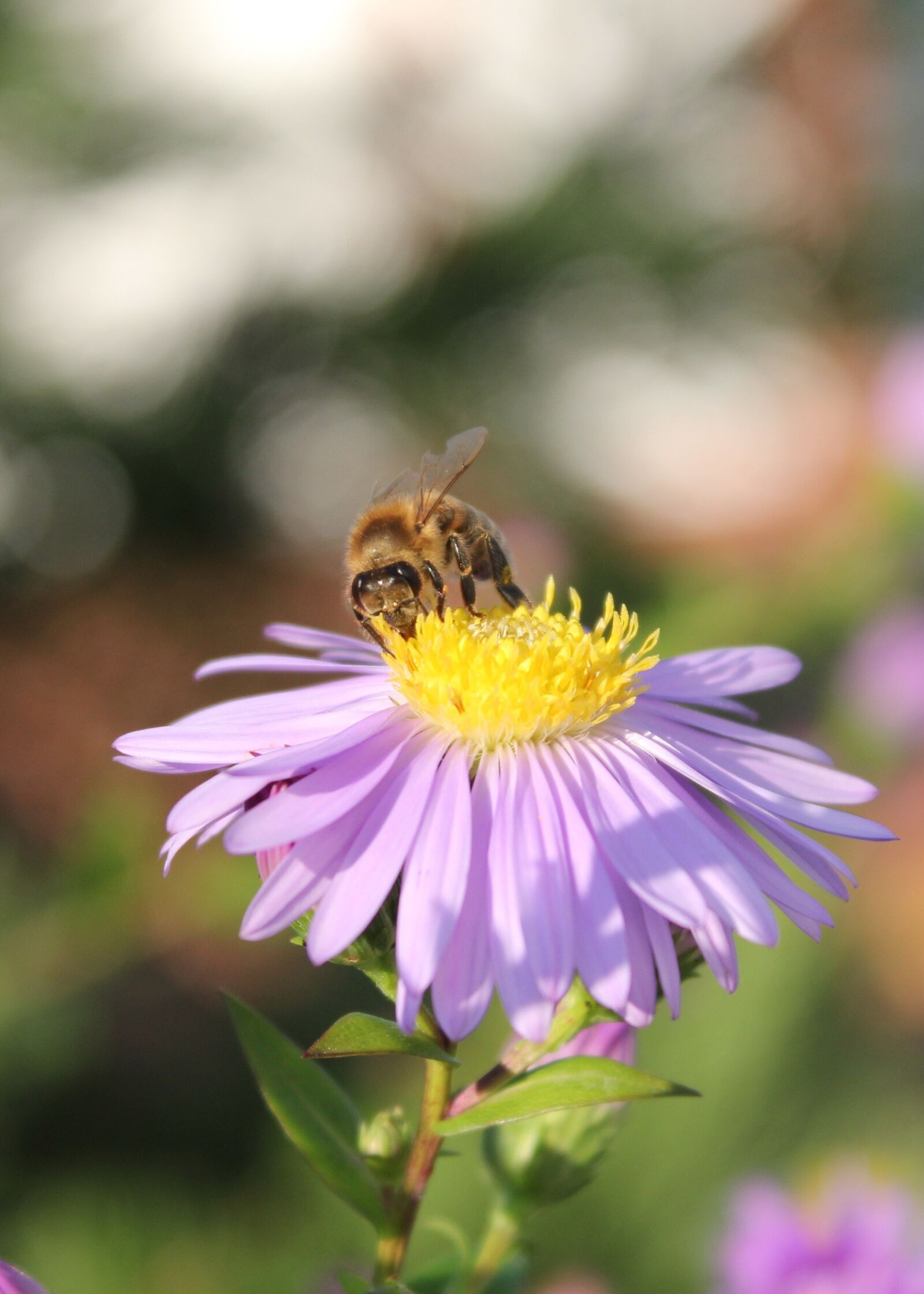 Canon EOS 550D (EOS Rebel T2i / EOS Kiss X4) sample photo. Blossom, bloom, nature photography