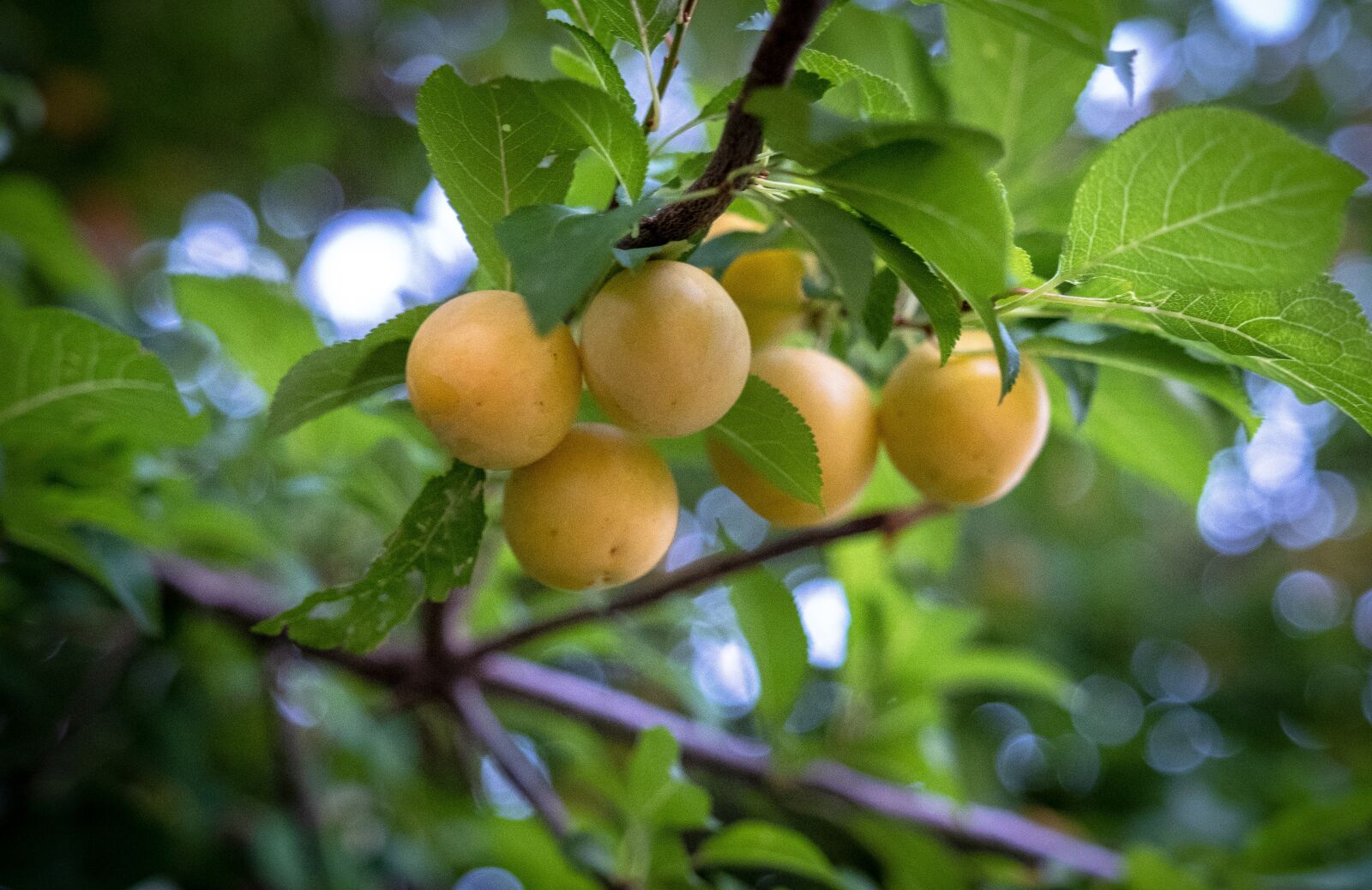 Fujifilm X-T2 sample photo. Peach, plums, immature photography