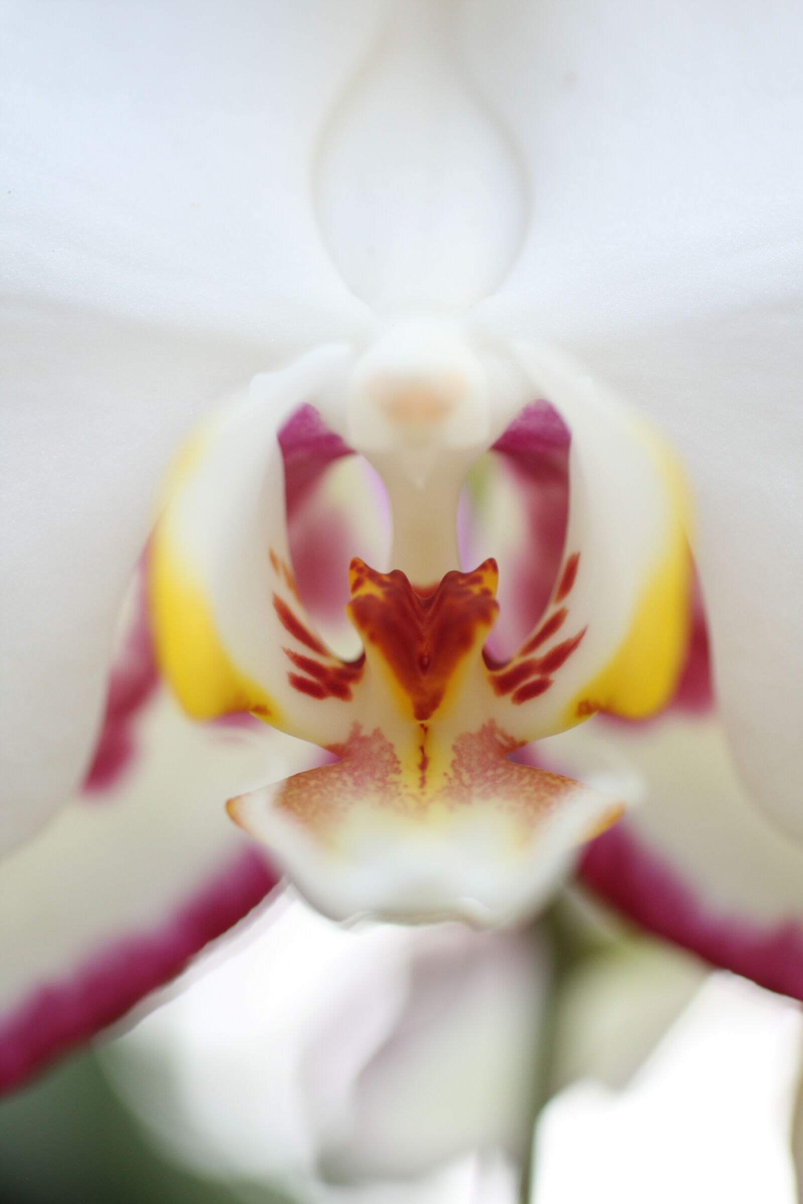 Sigma 50mm f/2.8 EX sample photo