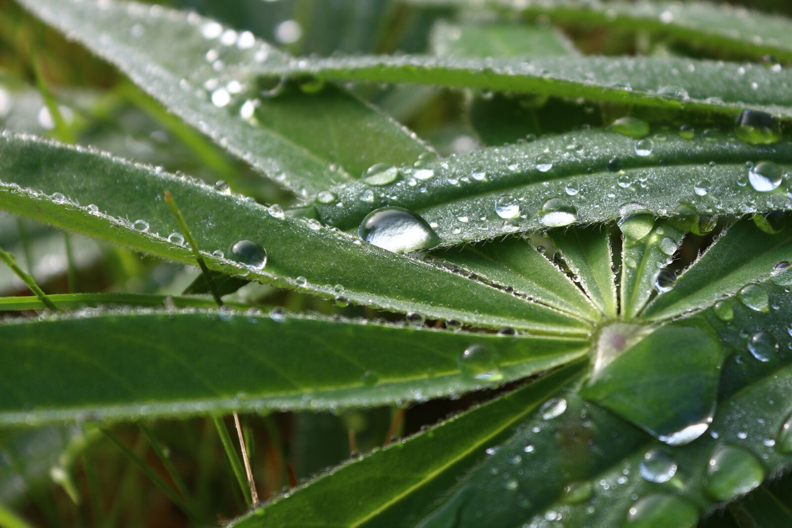 Canon EOS 650D (EOS Rebel T4i / EOS Kiss X6i) sample photo. Lupin, leaf, drop of photography