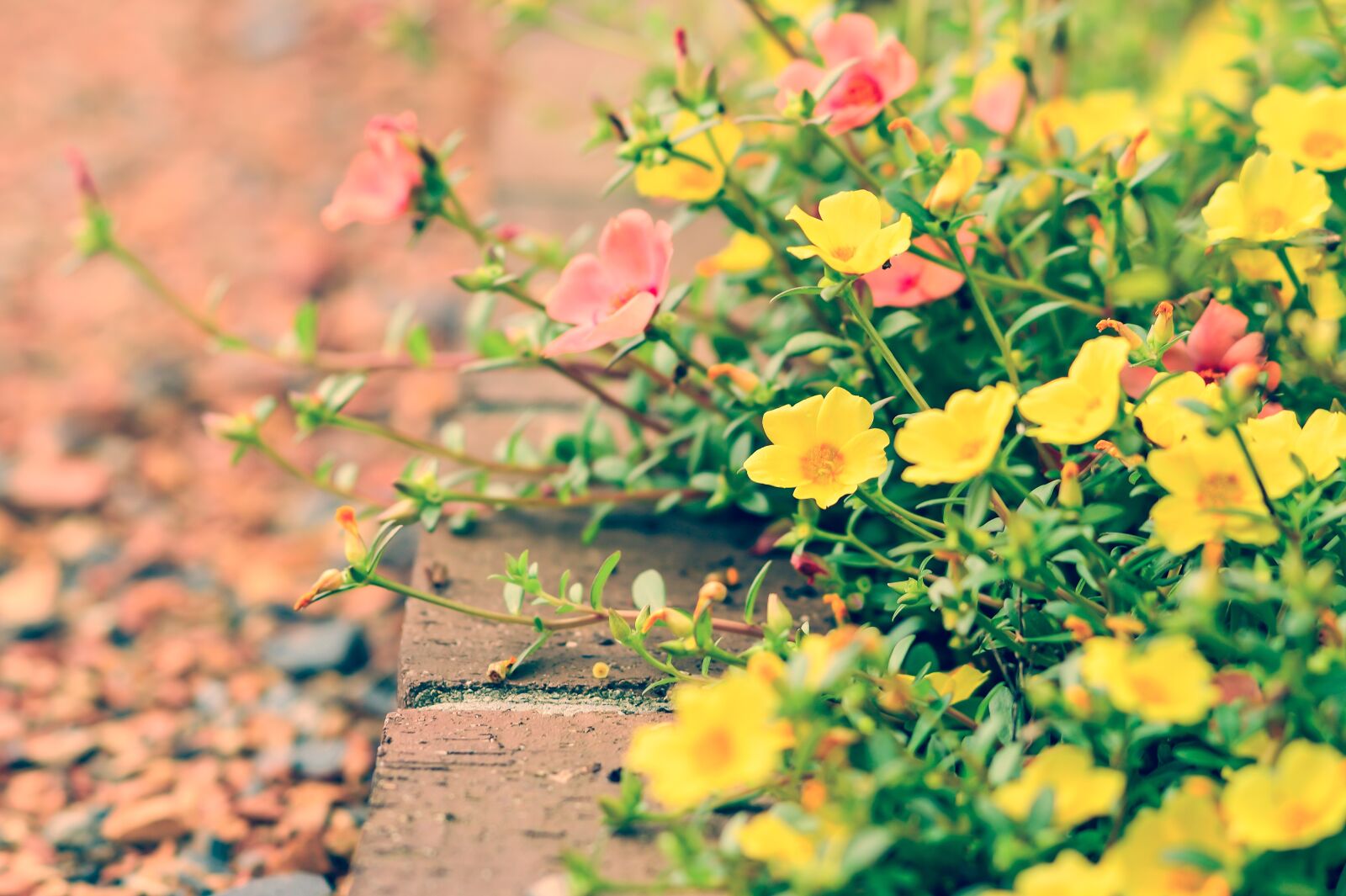 Nikon Df sample photo. Flowers, natural, garden photography
