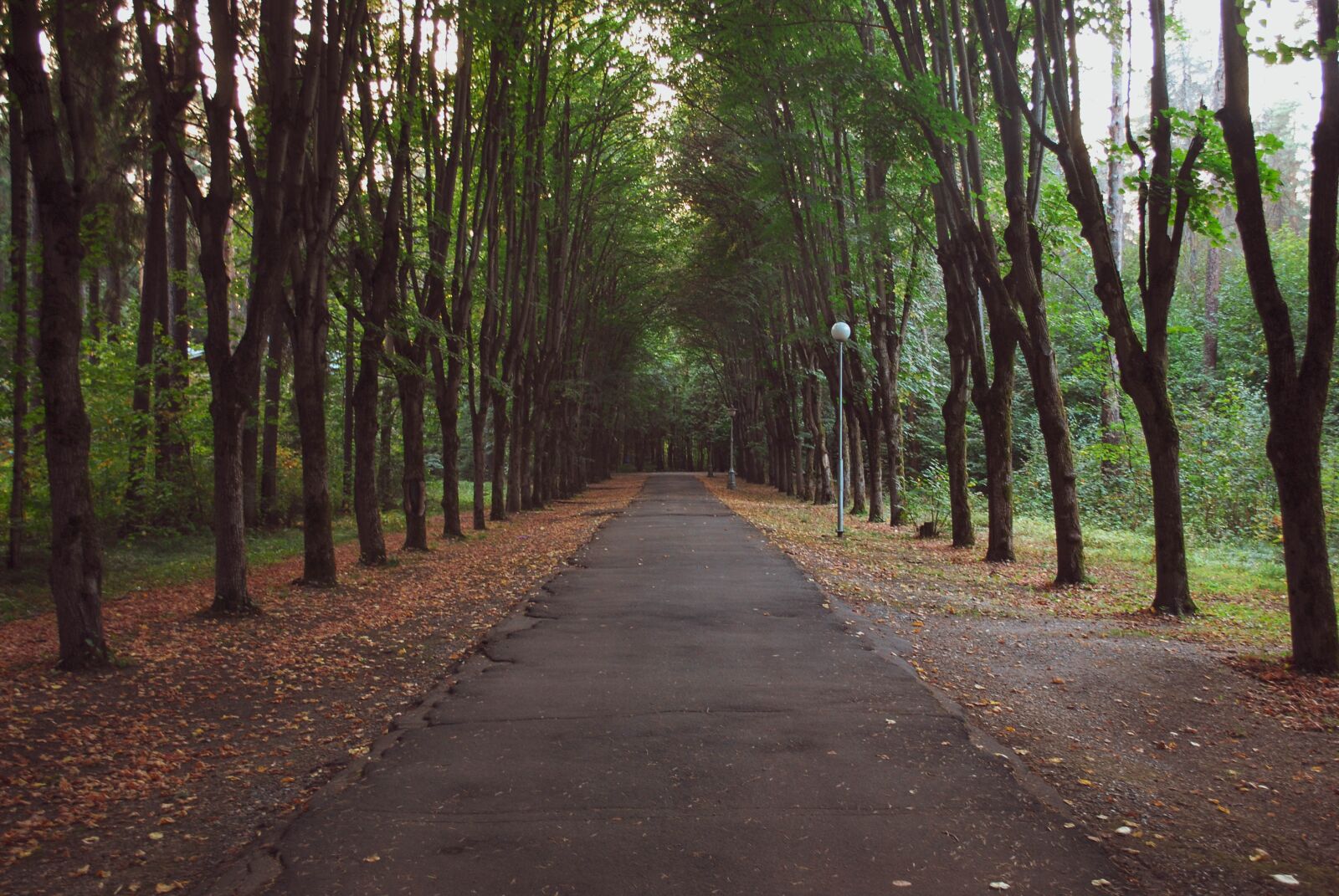Nikon D60 sample photo. Forest, autumn, trees photography