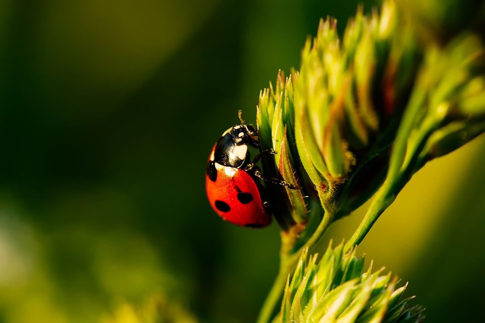 Canon EOS 450D (EOS Rebel XSi / EOS Kiss X2) sample photo. Ladybug, insect, beetle photography